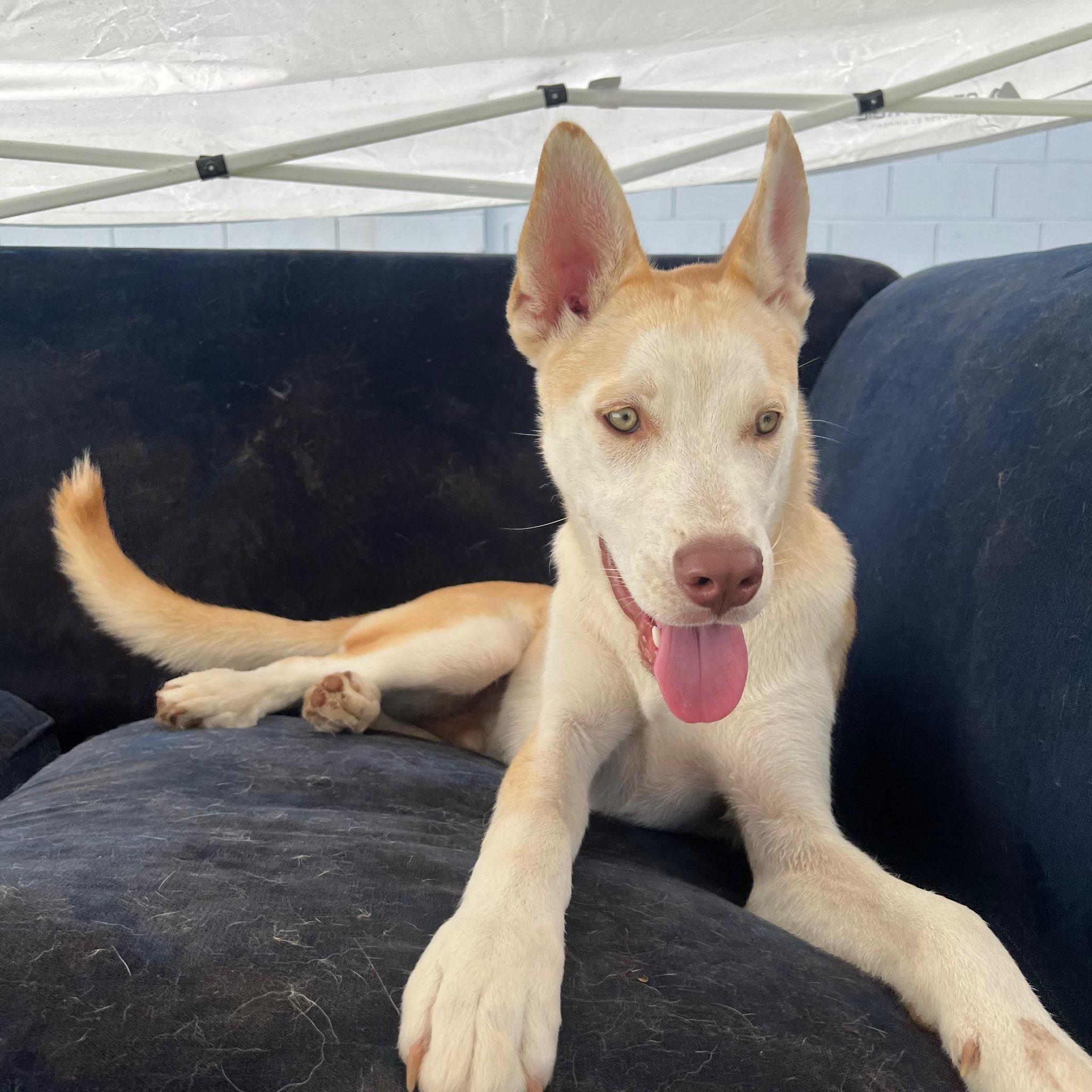 Enlarge Kruzer, a Adoptable Husky in Queen Creek, AZ image 2/6