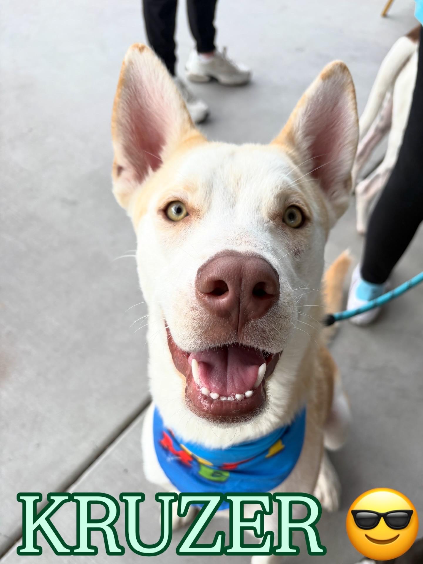 Enlarge Kruzer, a Adoptable Husky in Queen Creek, AZ image 1/6