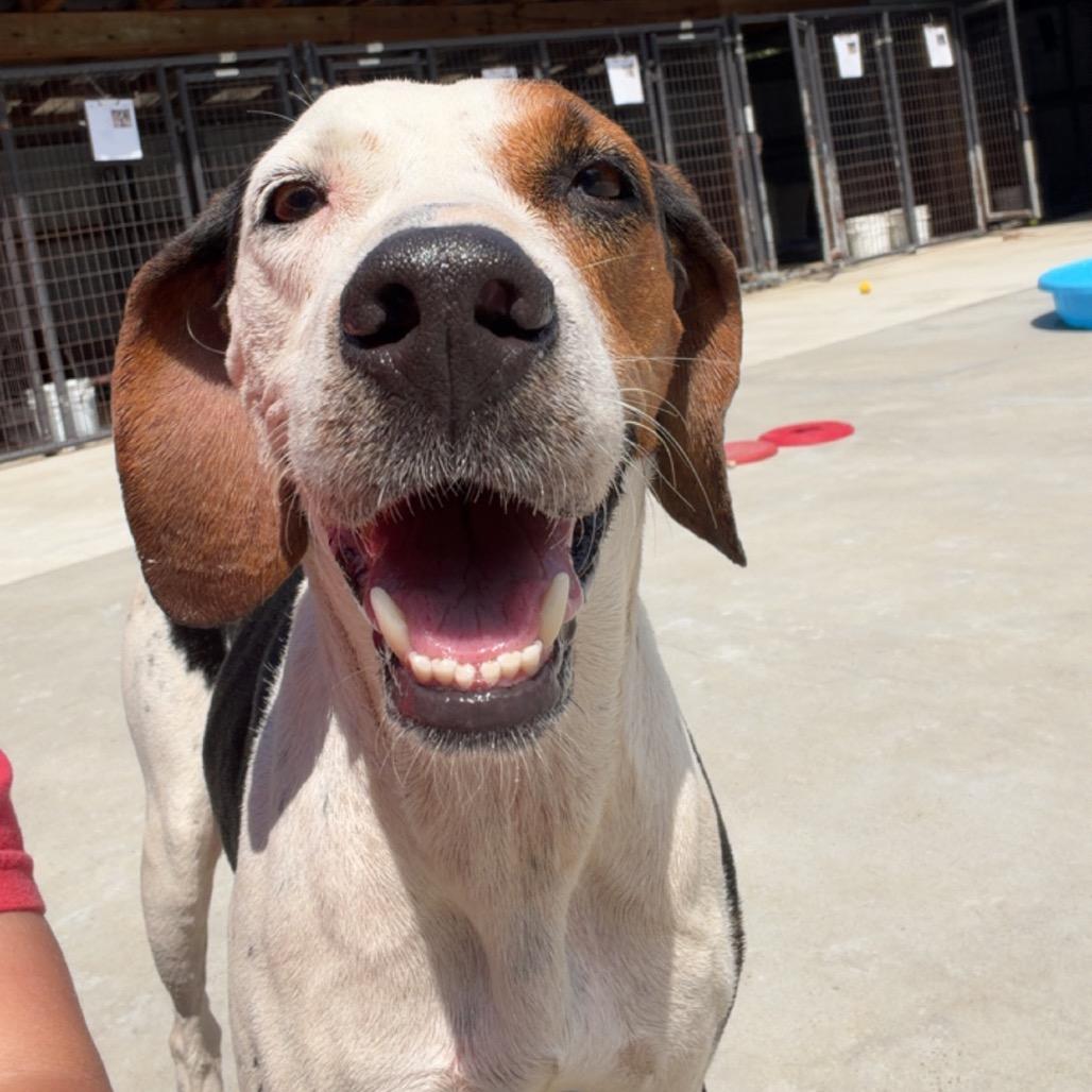 Enlarge Muna, a Adoptable Coonhound in Birmingham, AL image 1/2