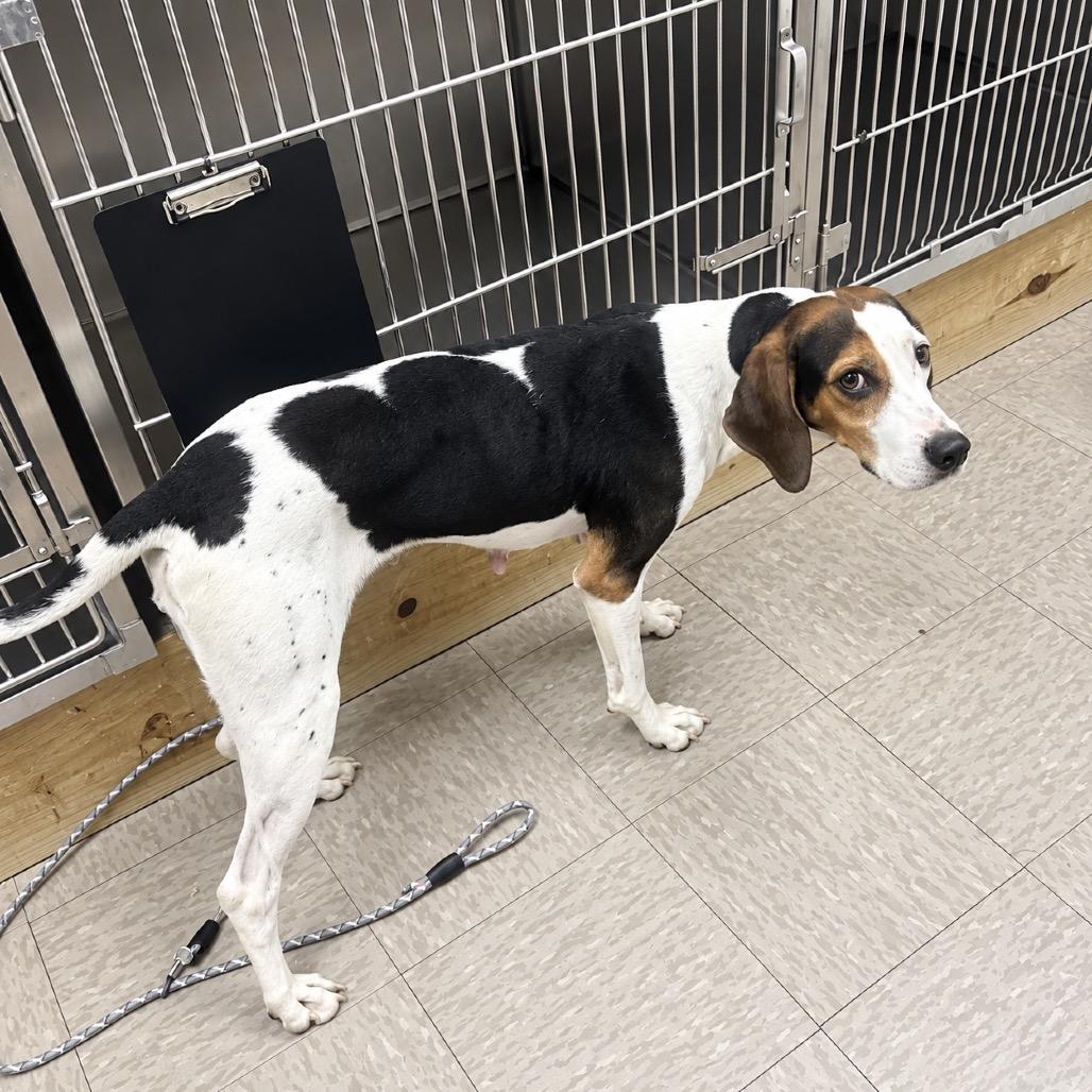 Enlarge Muna, a Adoptable Coonhound in Birmingham, AL image 2/2