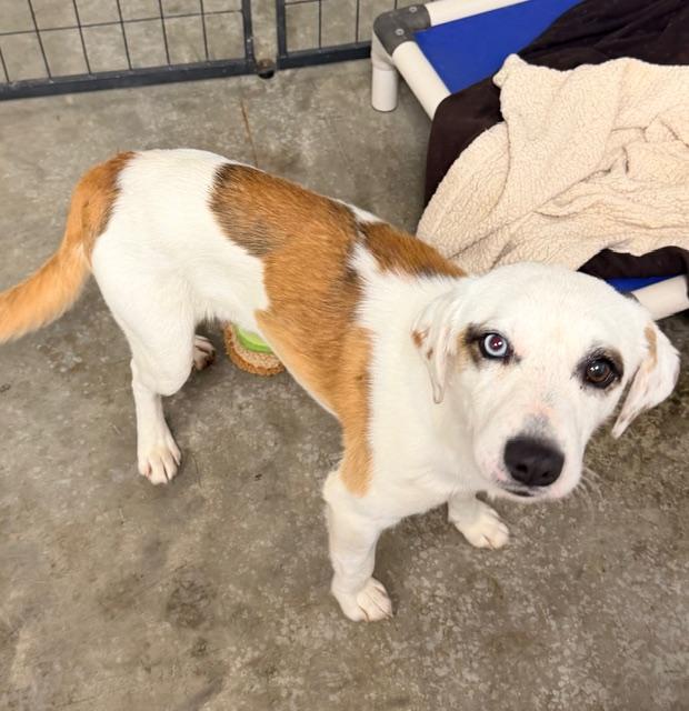 Rocco, adopted, Young Male Mixed Breed.