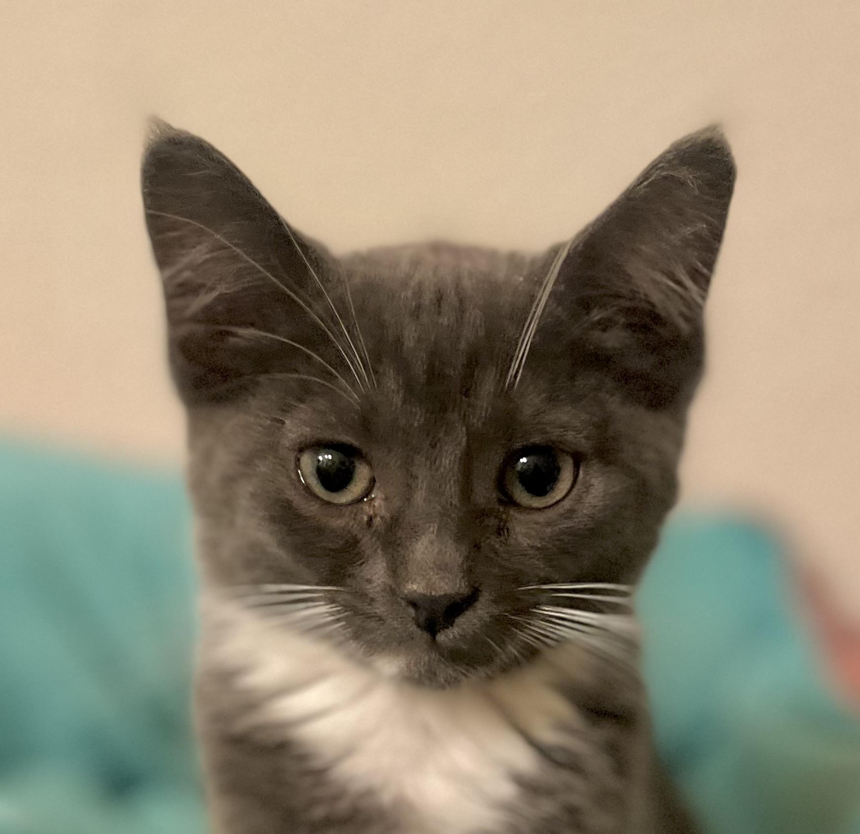Maya, adopted, Kitten Female Russian Blue.