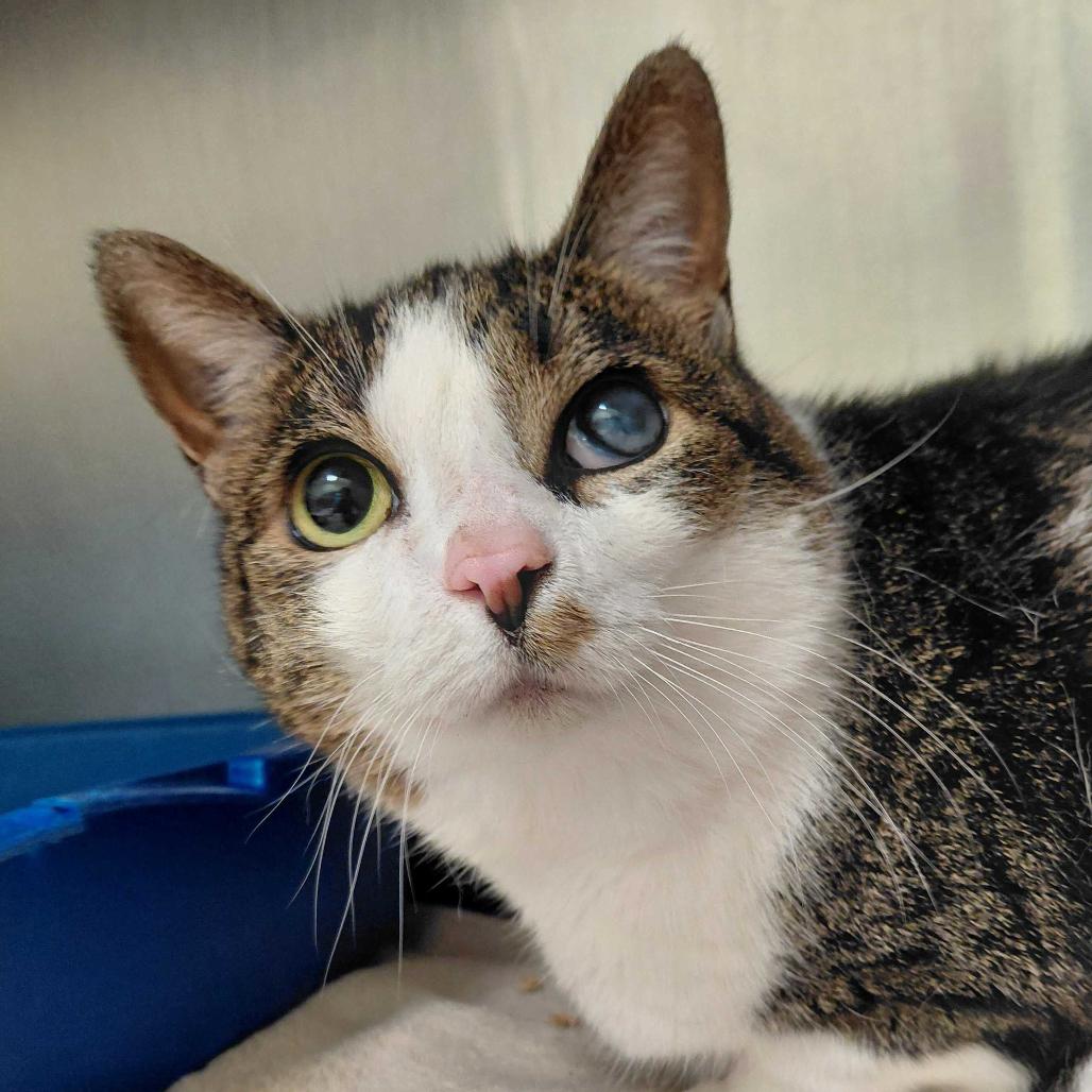 Avalon, Adoptable, Senior Female Domestic Short Hair.