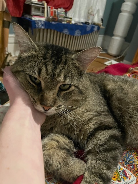 Thurston, a Adoptable Domestic Short Hair in Verdun, QC image 3/6