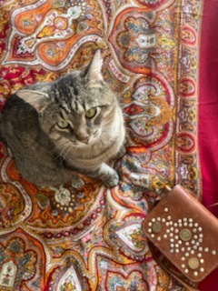 Thurston, a Adoptable Domestic Short Hair in Verdun, QC image 4/6