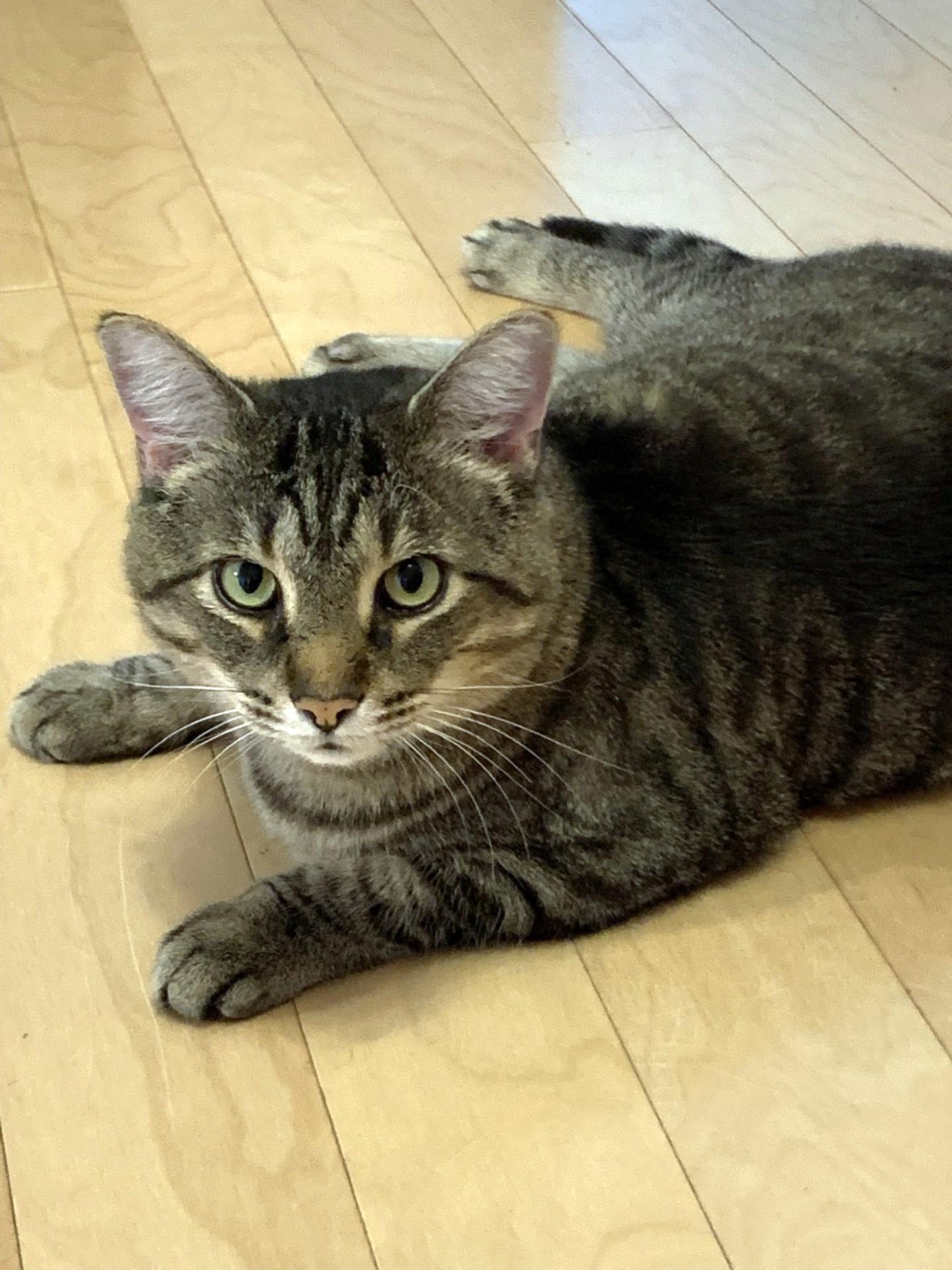 Thurston, a Adoptable Domestic Short Hair in Verdun, QC image 1/6