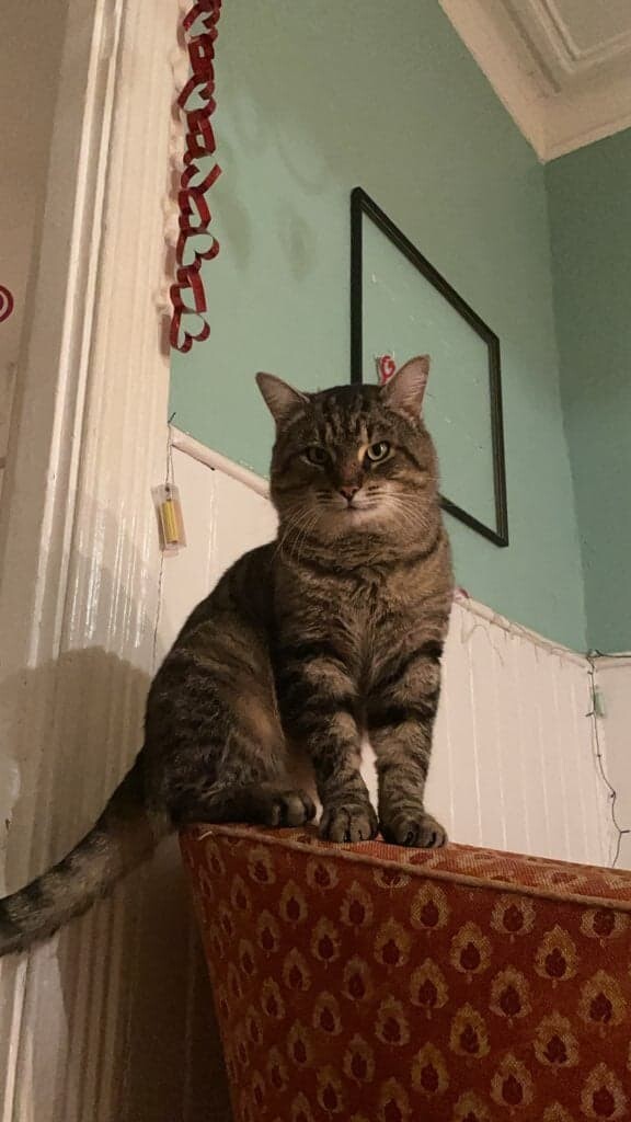 Thurston, a Adoptable Domestic Short Hair in Verdun, QC image 5/6