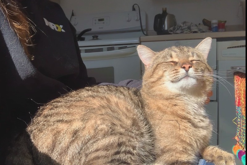 Thurston, a Adoptable Domestic Short Hair in Verdun, QC image 6/6