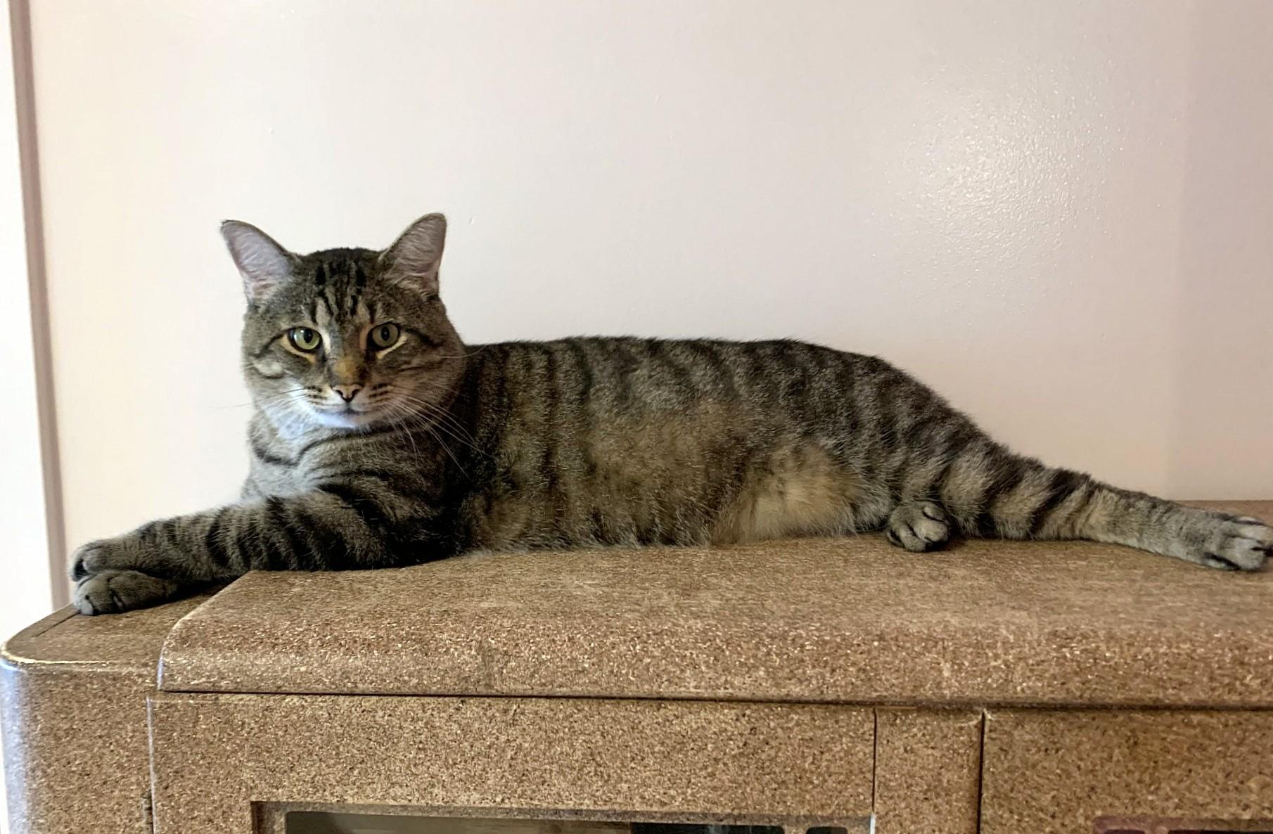 Thurston, a Adoptable Domestic Short Hair in Verdun, QC image 2/6