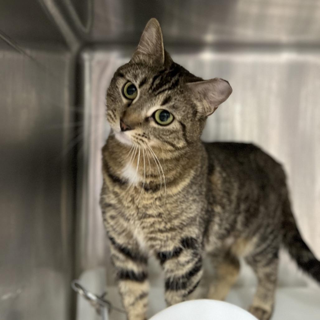 Triscuit, Adoptable, Adult Female Domestic Short Hair.