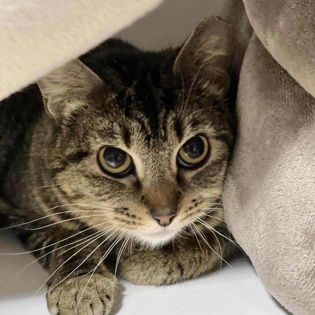 Triscuit, Adoptable, Adult Female Domestic Short Hair.