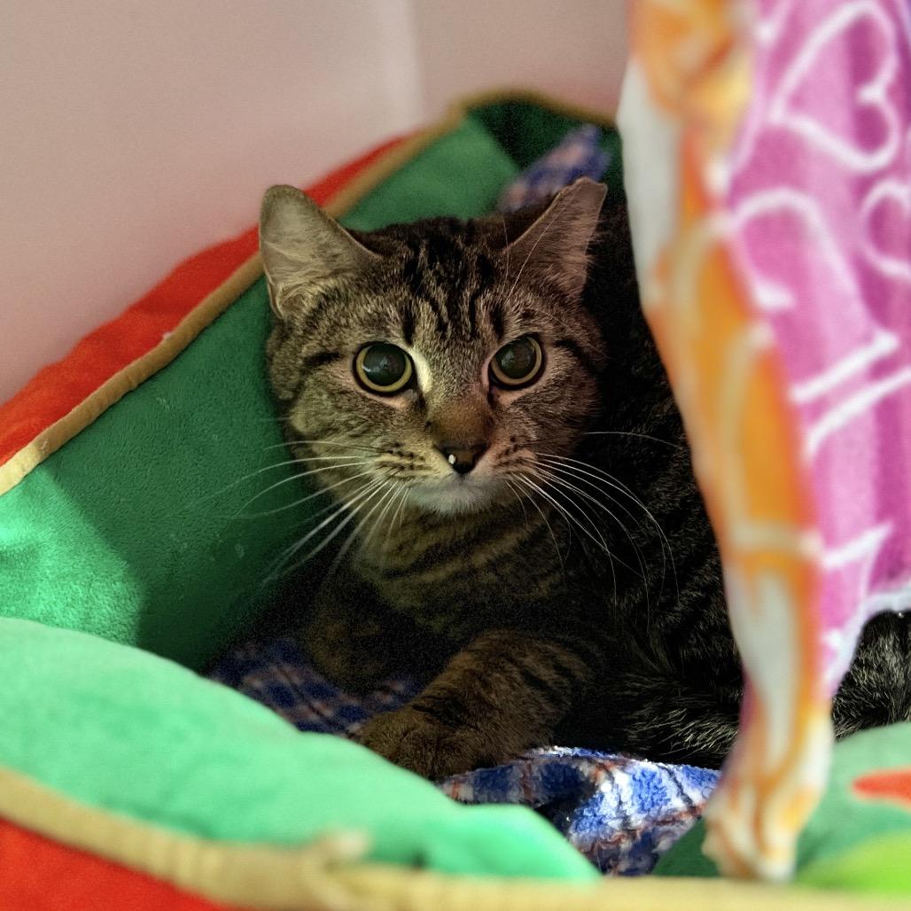 Enlarge Triscuit, a Adoptable Domestic Short Hair in Salt Lake City, UT image 2/2