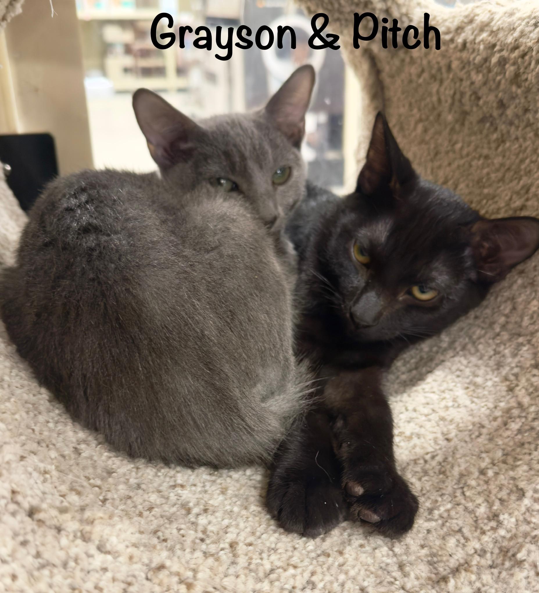 Enlarge Grayson, a Adopted Domestic Short Hair in Mobile, AL image 1/2