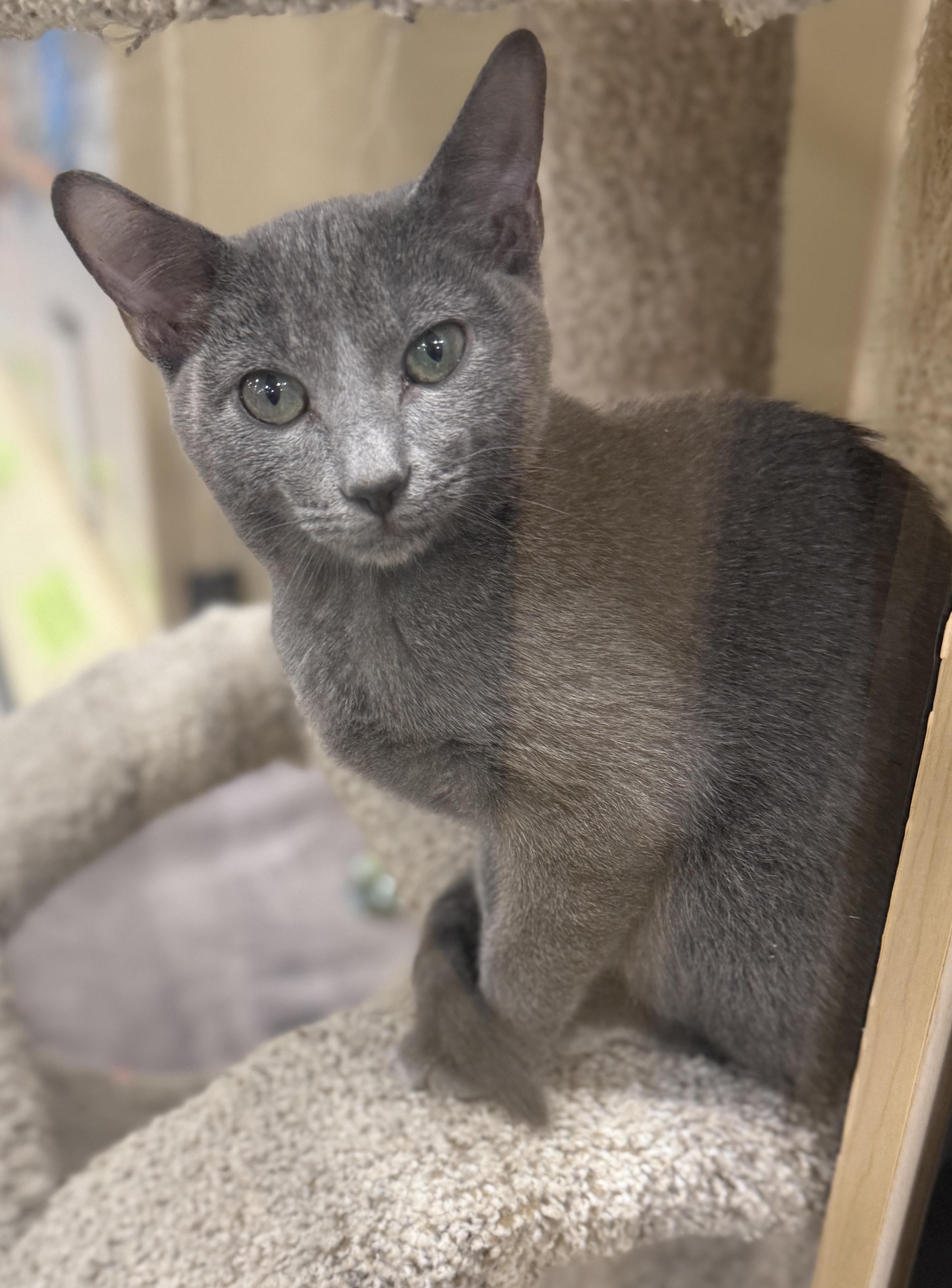 Enlarge Grayson, a Adopted Domestic Short Hair in Mobile, AL image 2/2