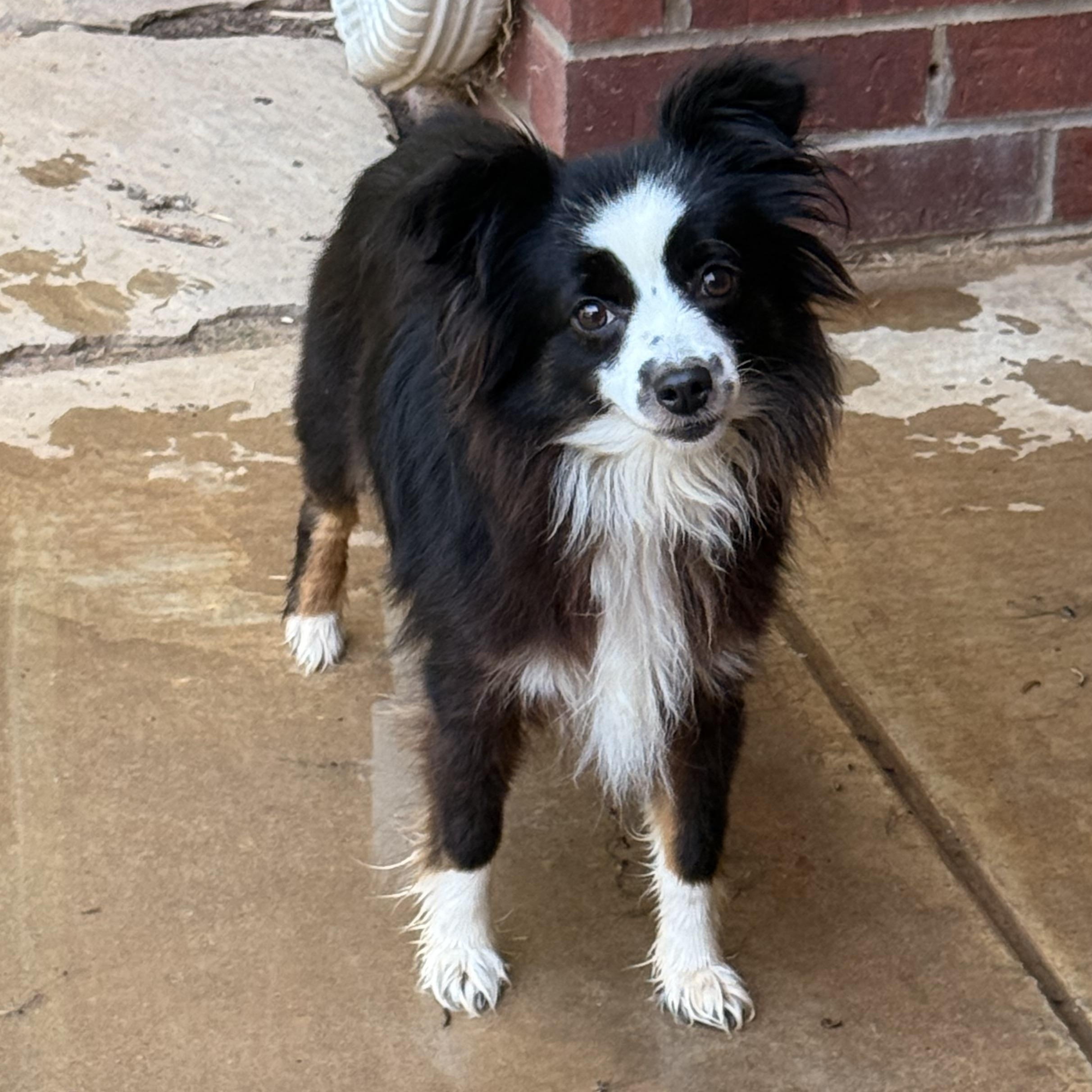Enlarge Ella, a ADOPTABLE Australian Shepherd in Texarkana, TX image 4/6