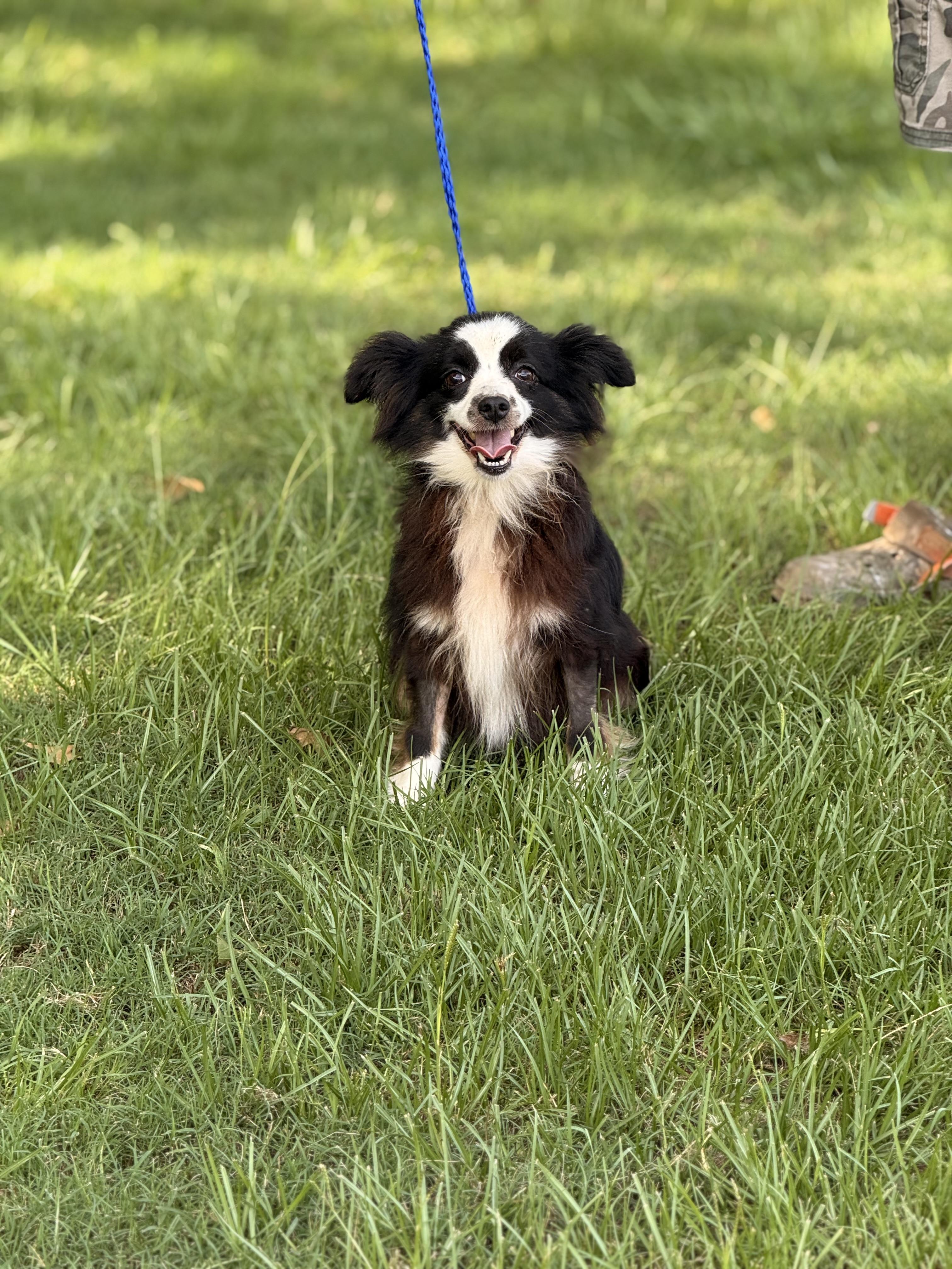 Enlarge Ella, a ADOPTABLE Australian Shepherd in Texarkana, TX image 6/6