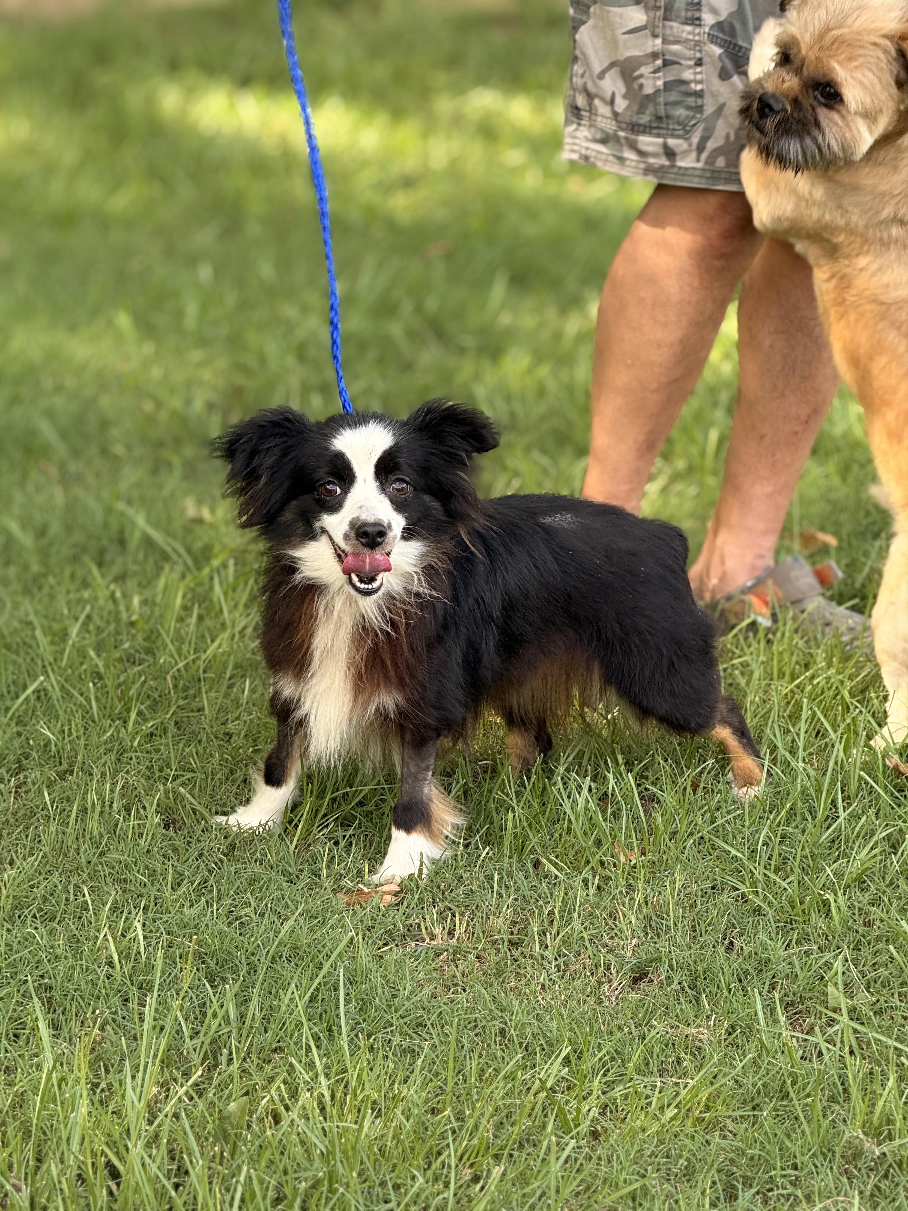 Enlarge Ella, a ADOPTABLE Australian Shepherd in Texarkana, TX image 5/6
