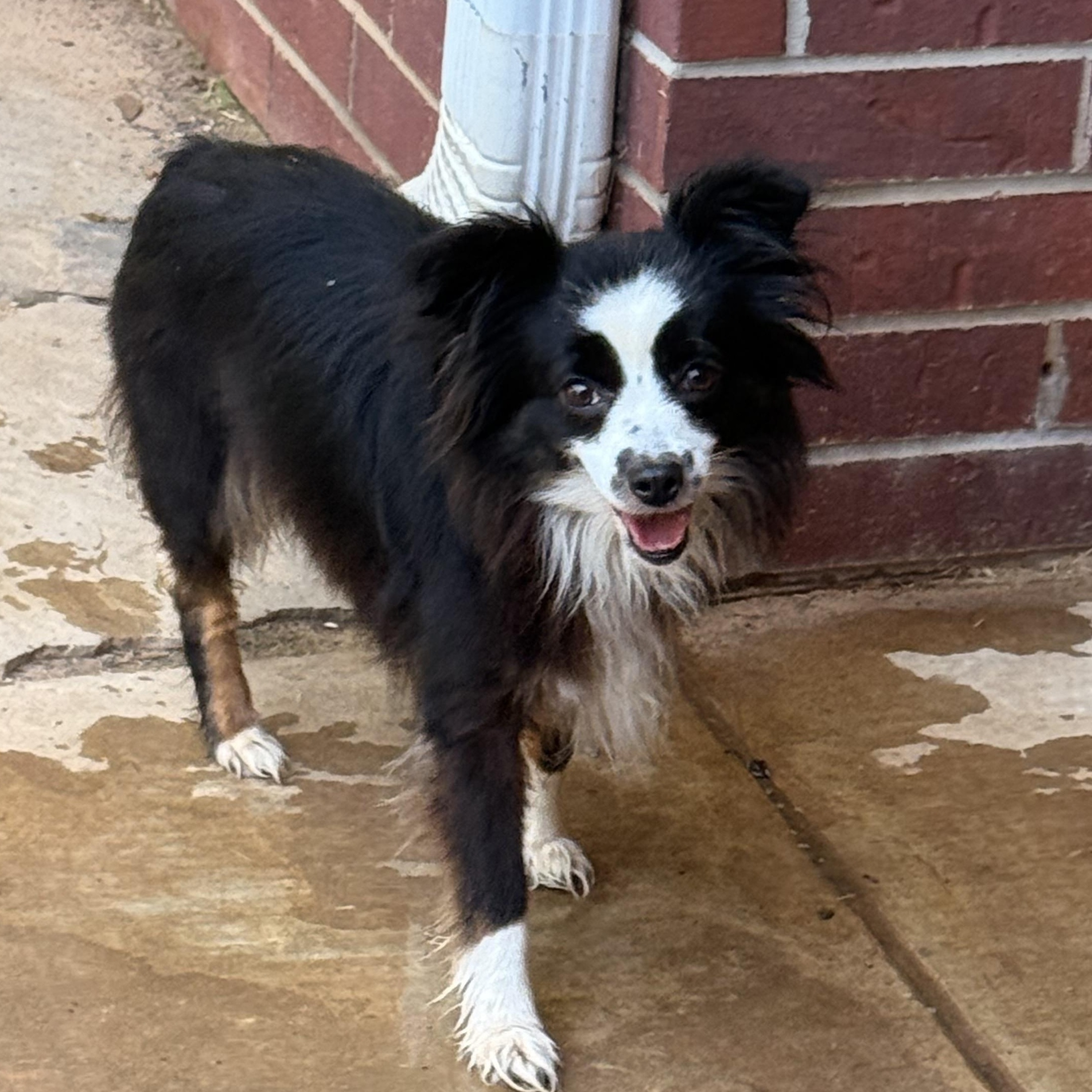 Ella, ADOPTABLE, Adult Female Australian Shepherd.