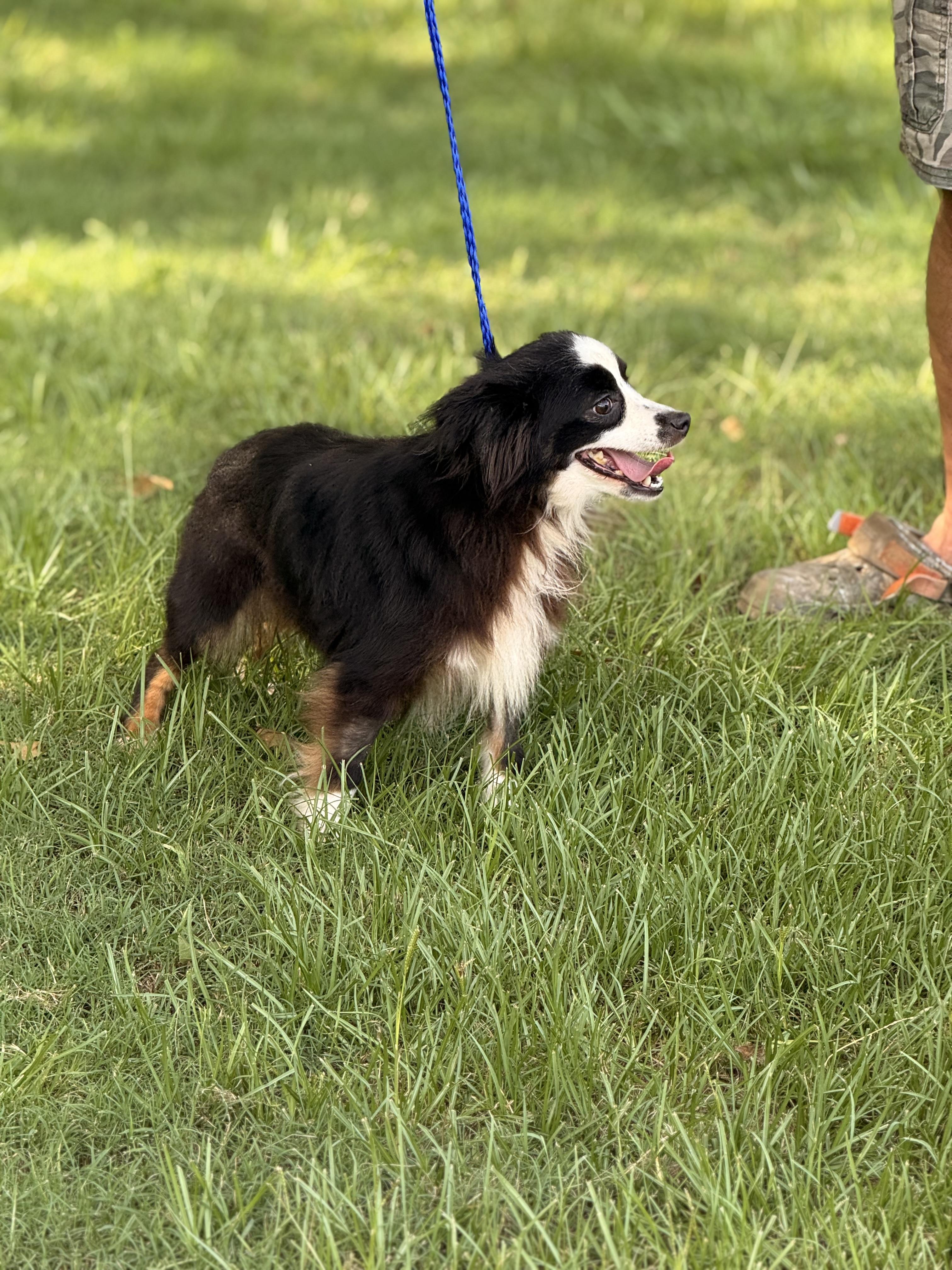 Enlarge Ella, a ADOPTABLE Australian Shepherd in Texarkana, TX image 3/6