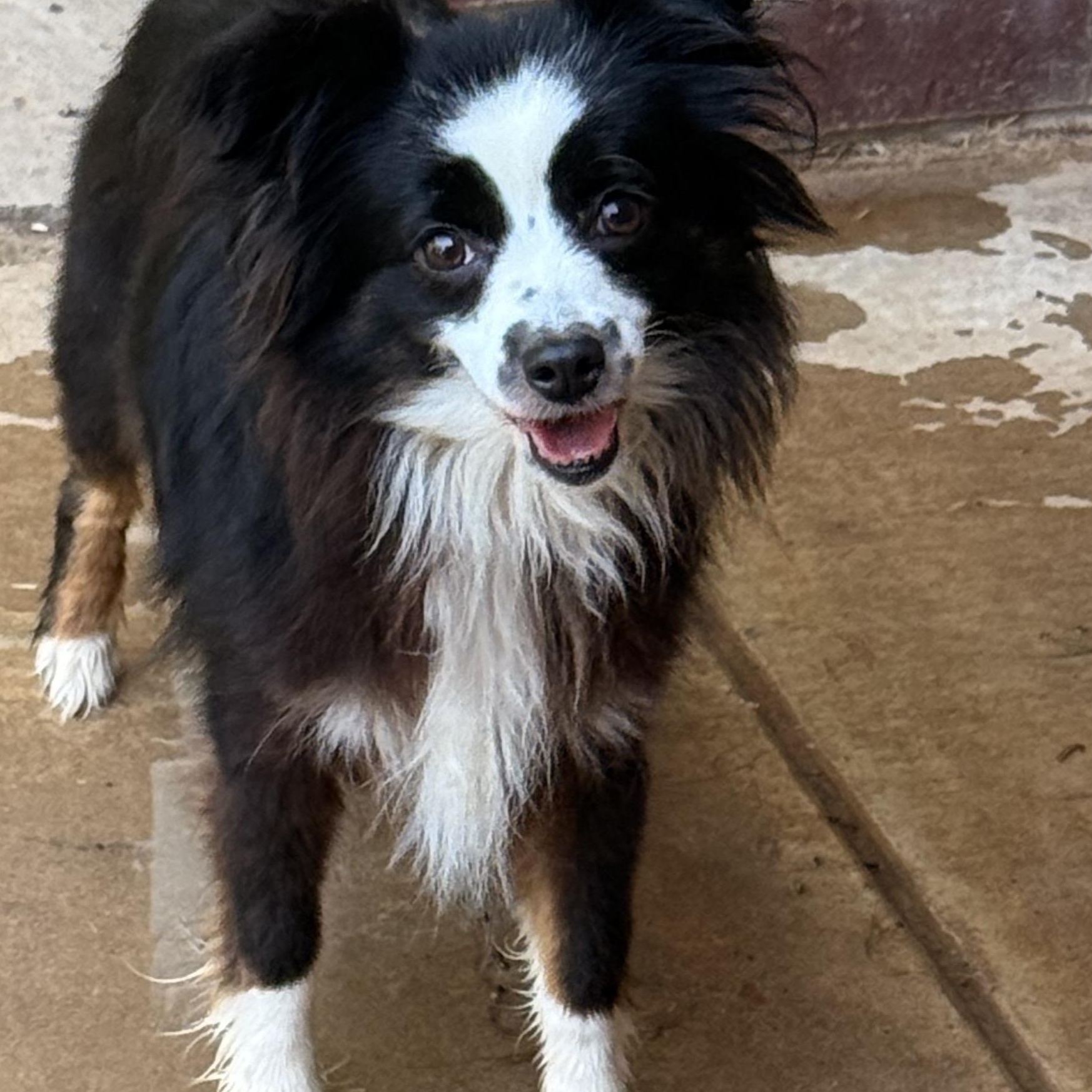 Enlarge Ella, a ADOPTABLE Australian Shepherd in Texarkana, TX image 2/6