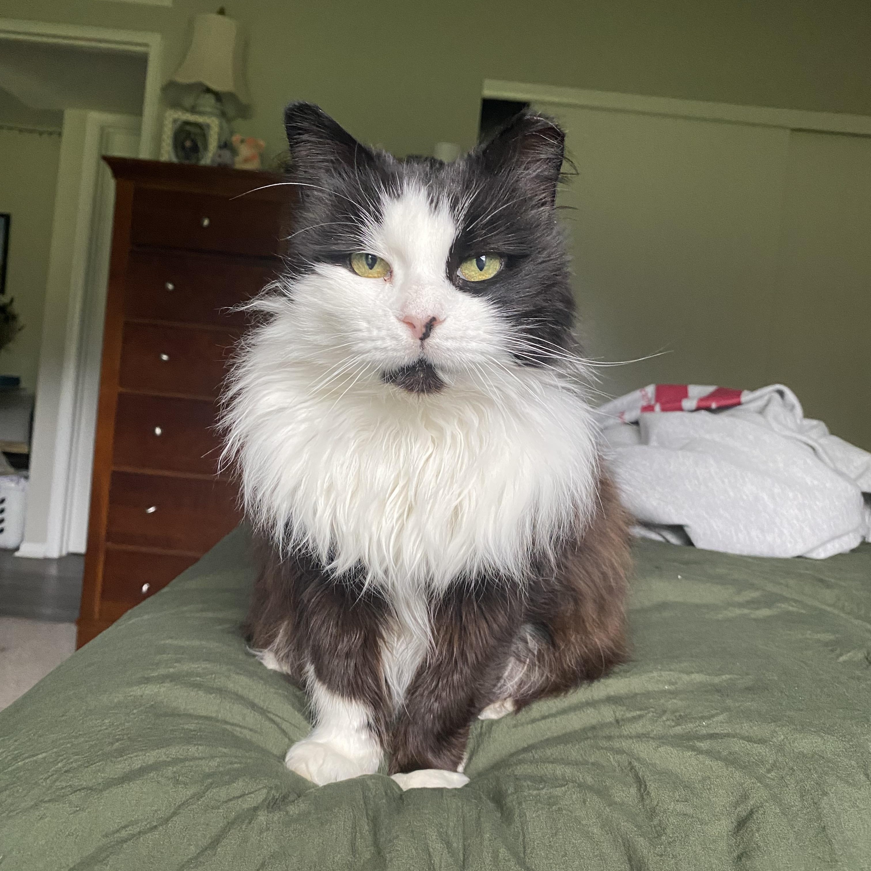 Babushka (Babs), Senior Female Domestic Long Hair