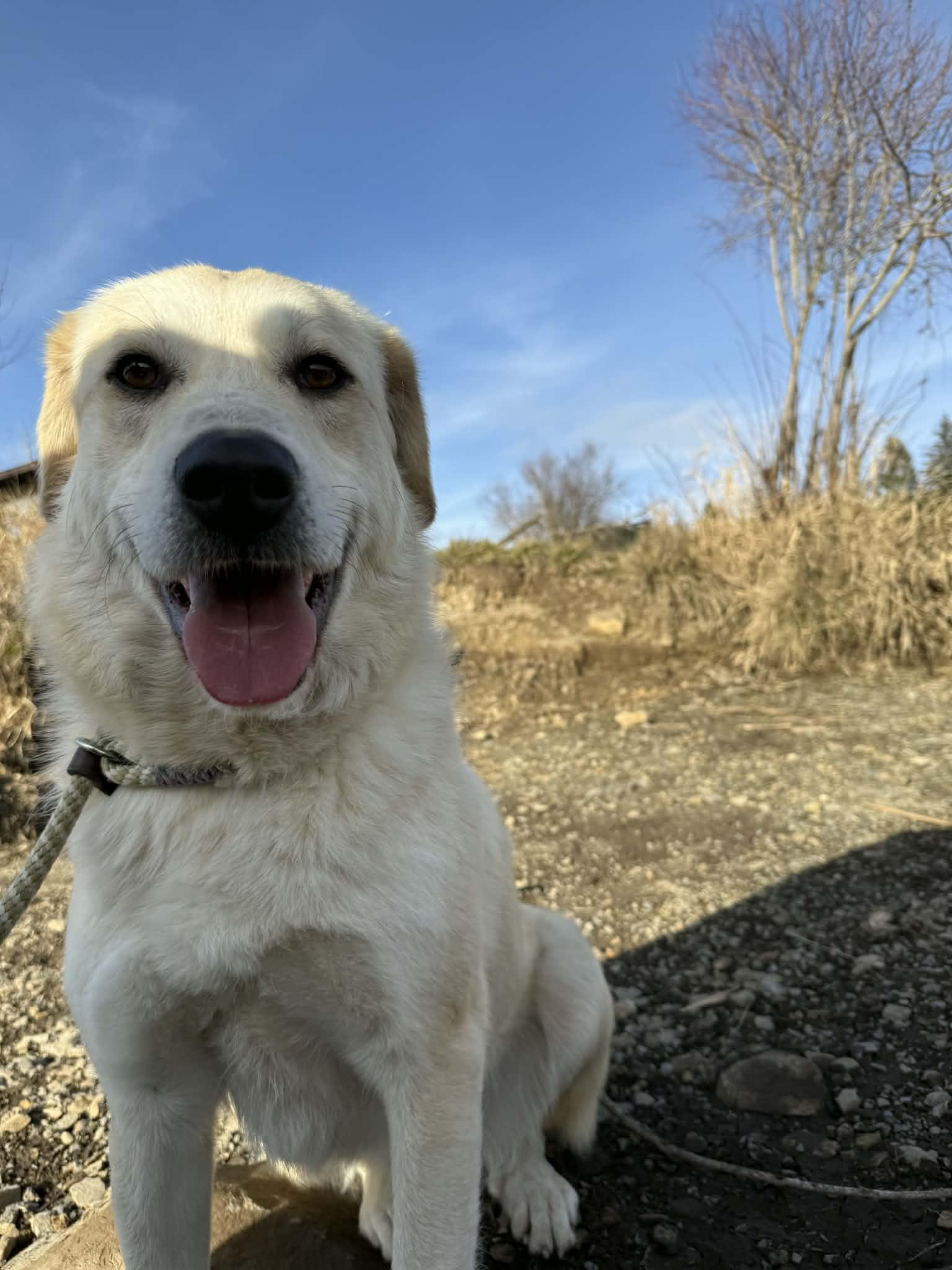 Enlarge Clementine, a Adoptable mixed breed in St. Maries, ID image 5/6