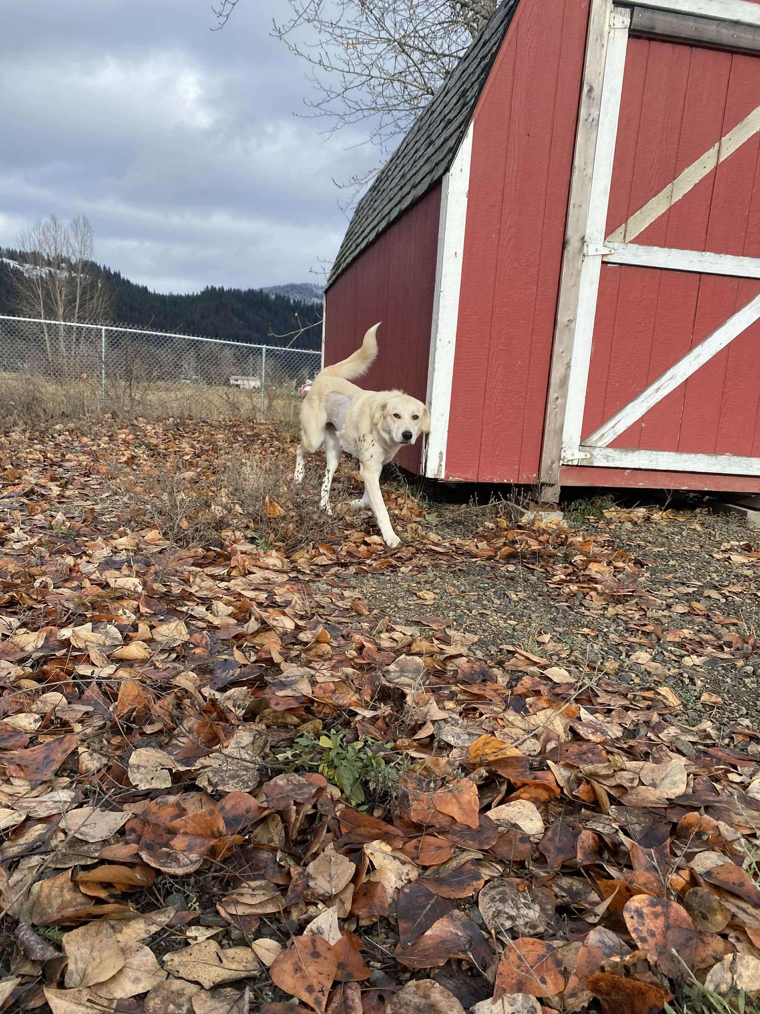 Clementine, a Adoptable mixed breed in St. Maries, ID image 3/5