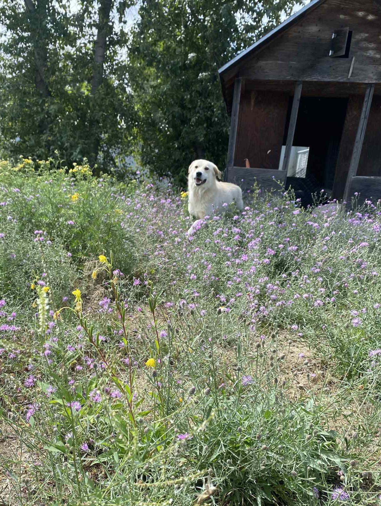 Clementine, a Adoptable mixed breed in St. Maries, ID image 1/5