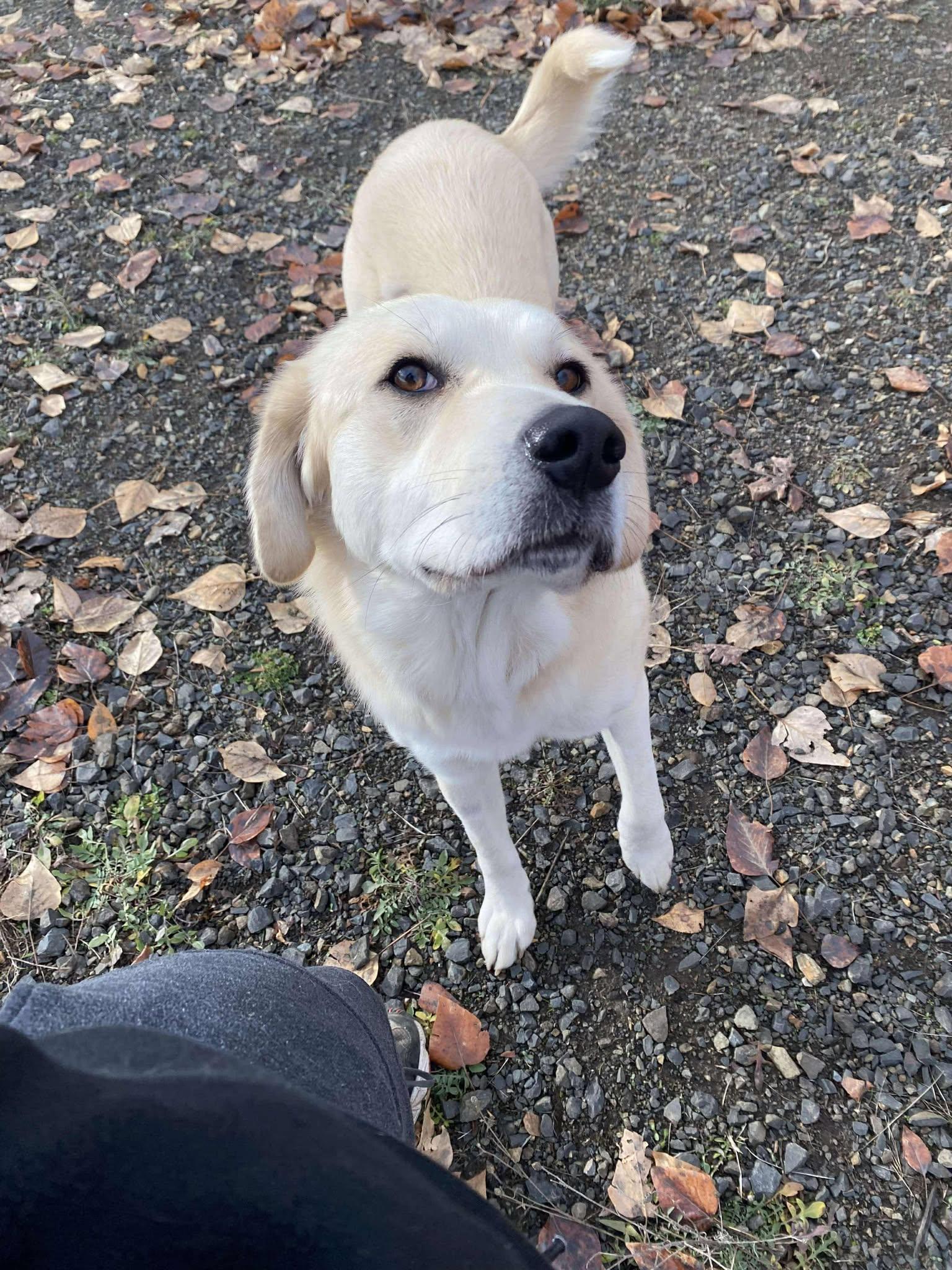 Clementine, a Adoptable mixed breed in St. Maries, ID image 4/5