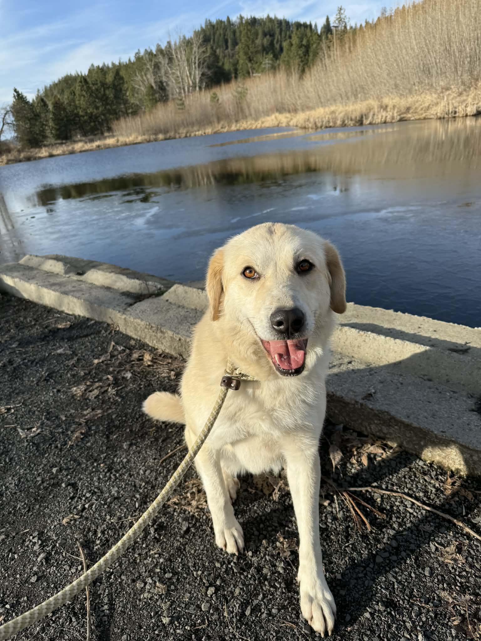 Clementine, Adoptable, Adult Female Great Pyrenees.