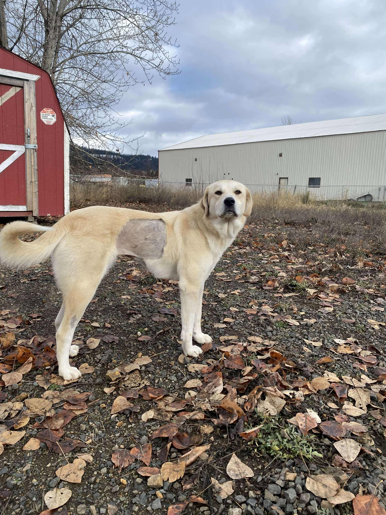 Clementine, a Adoptable mixed breed in St. Maries, ID image 2/5