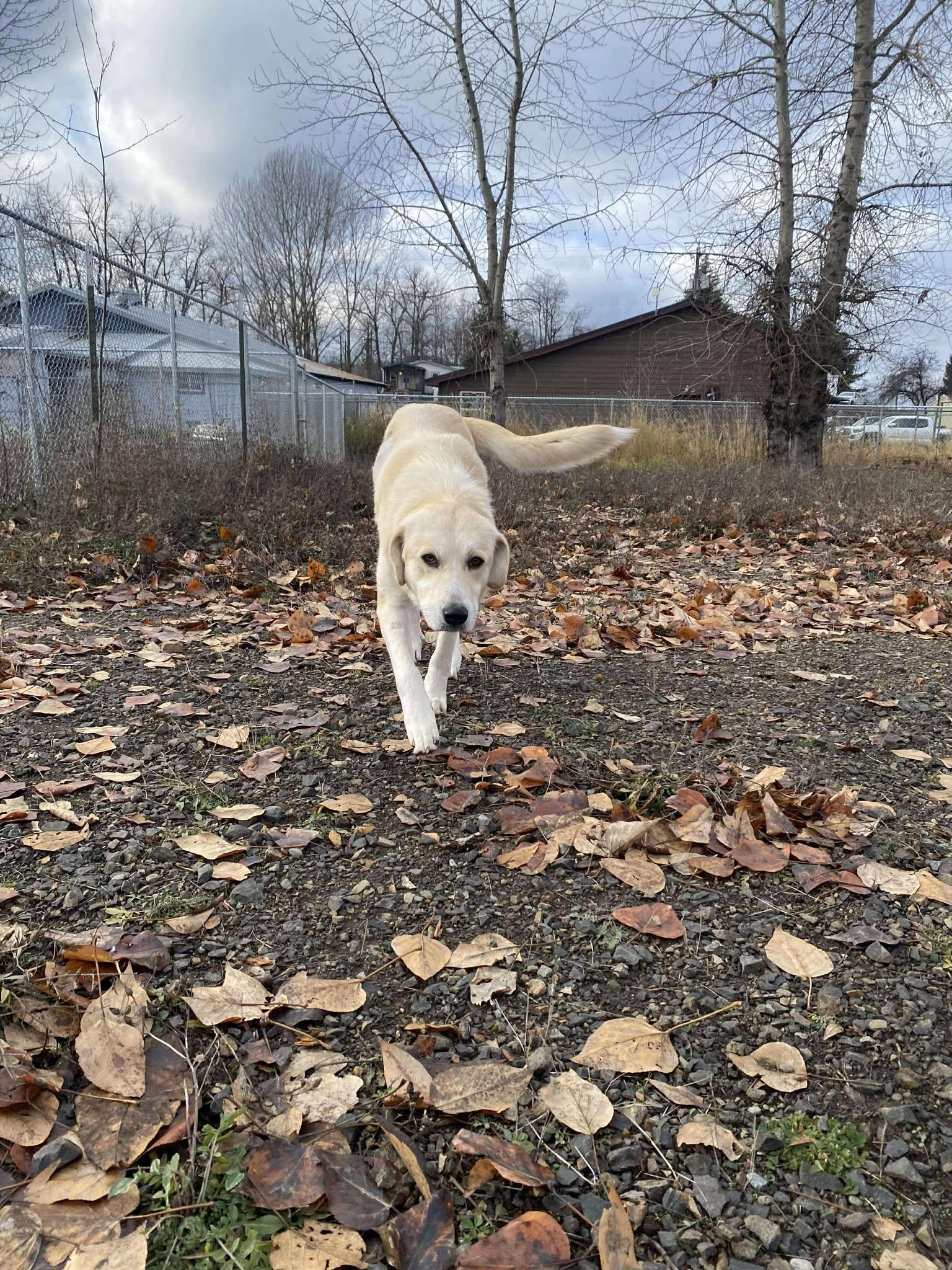 Clementine, a Adoptable mixed breed in St. Maries, ID image 5/5