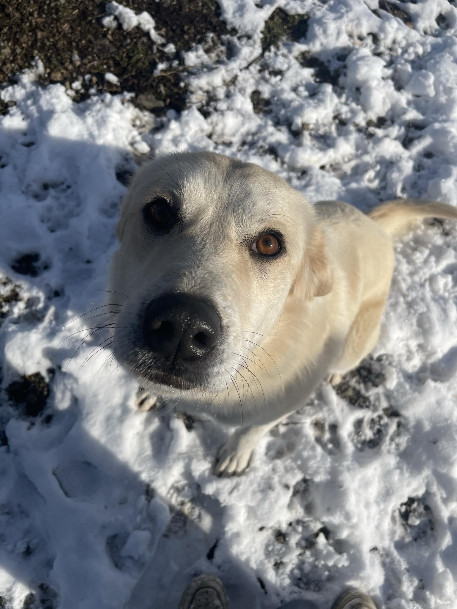 Enlarge Clementine, a Adoptable mixed breed in St. Maries, ID image 4/6