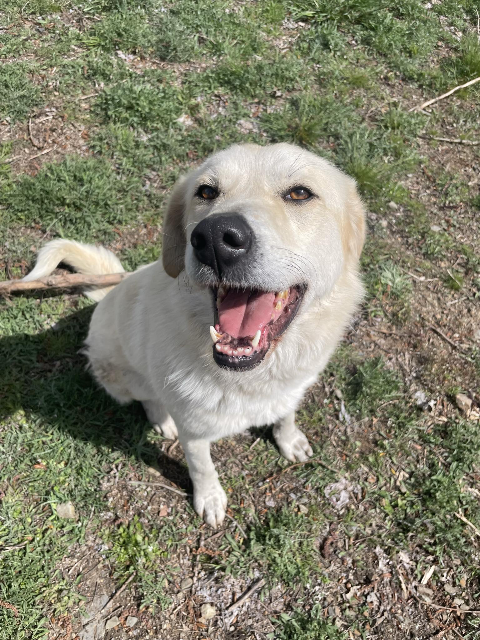 Clementine, Adoptable, Adult Female Great Pyrenees.