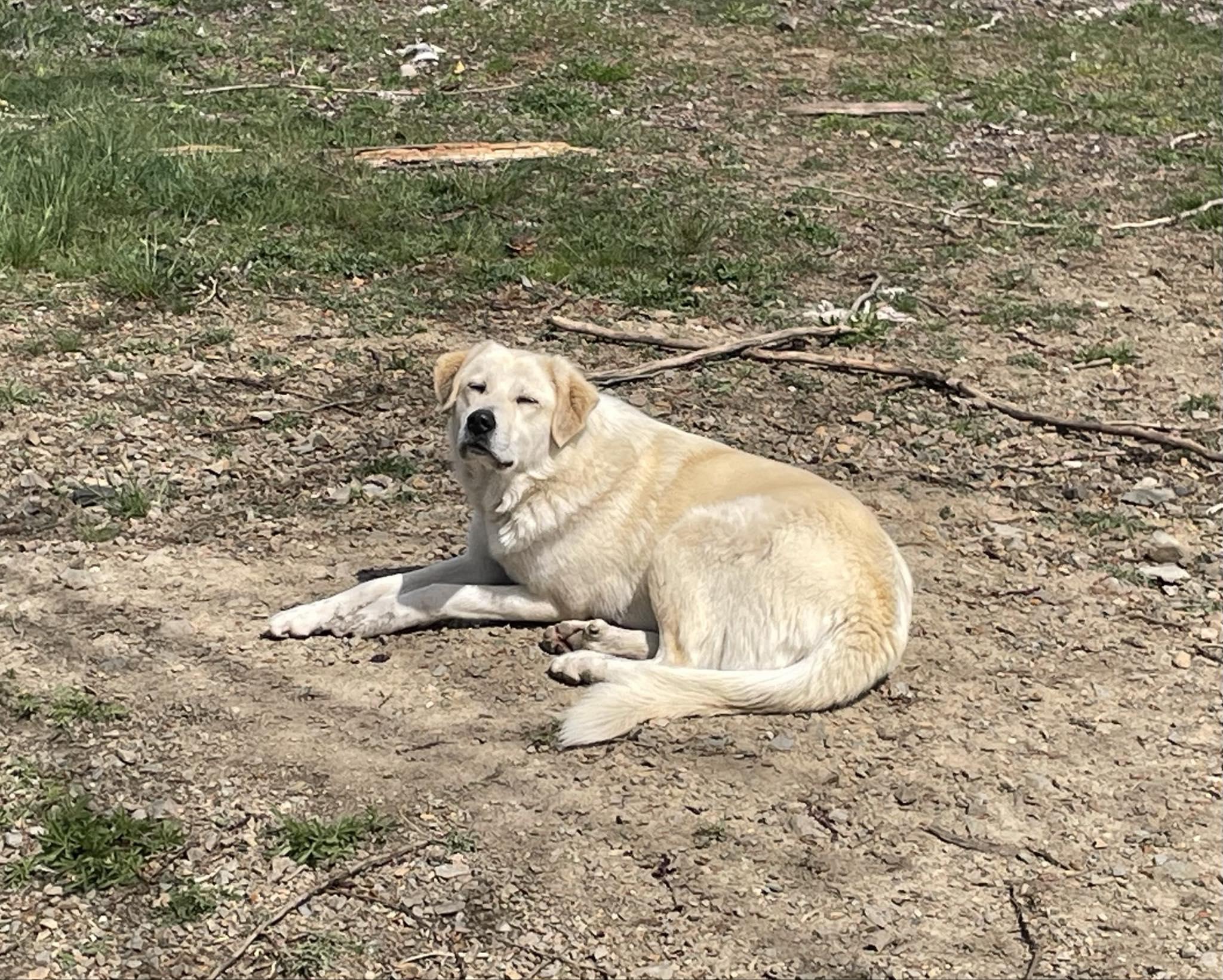 Enlarge Clementine, a Adoptable mixed breed in St. Maries, ID image 2/6