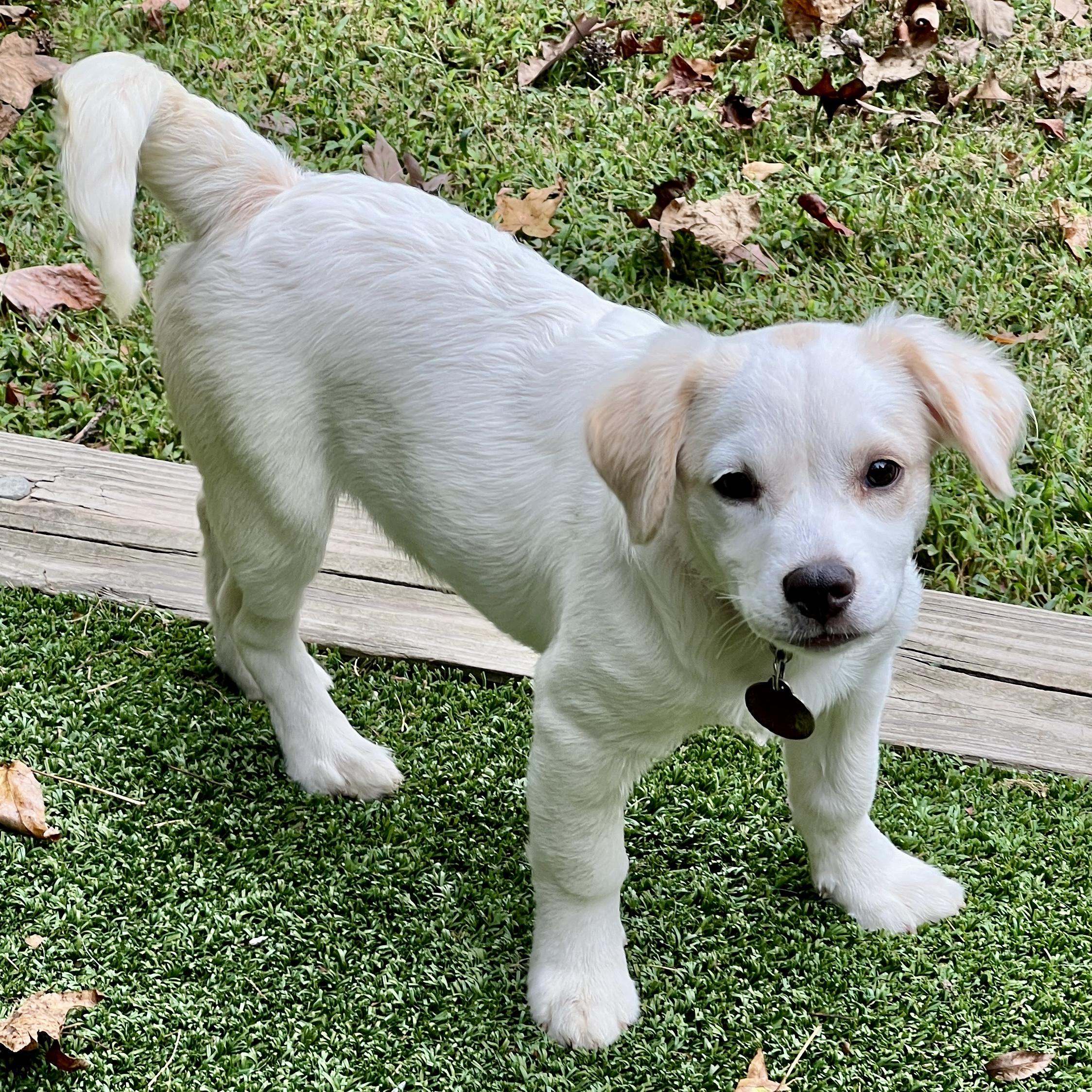 Tracey, Adoptable, Puppy Female Spaniel.