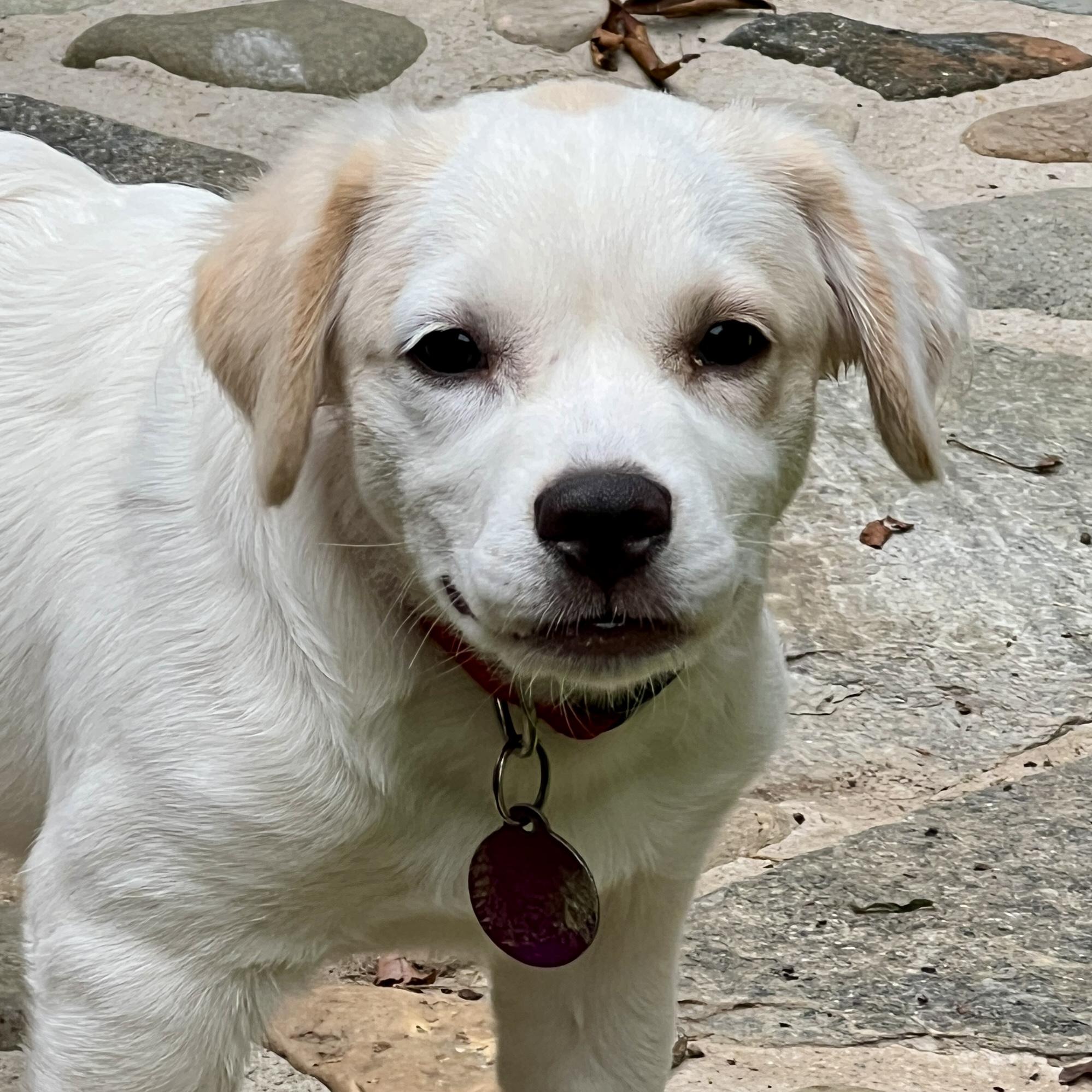 Enlarge Tracey, a Adoptable mixed breed in Greensboro, NC image 5/6