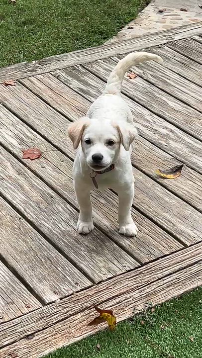 Enlarge Tracey, a Adoptable mixed breed in Greensboro, NC video 6/6