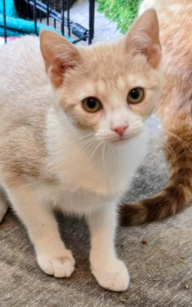 Enlarge Sherry, a Adoptable mixed breed in Evans, GA image 2/3