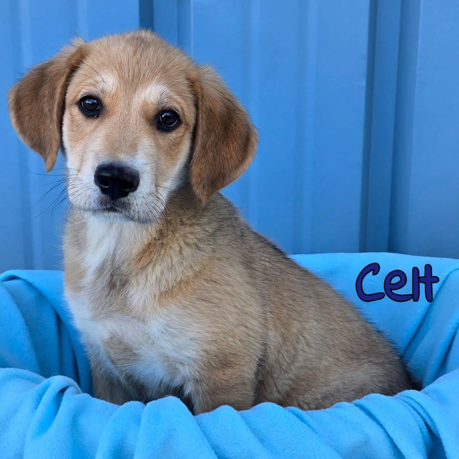 Celt thumbnail 1