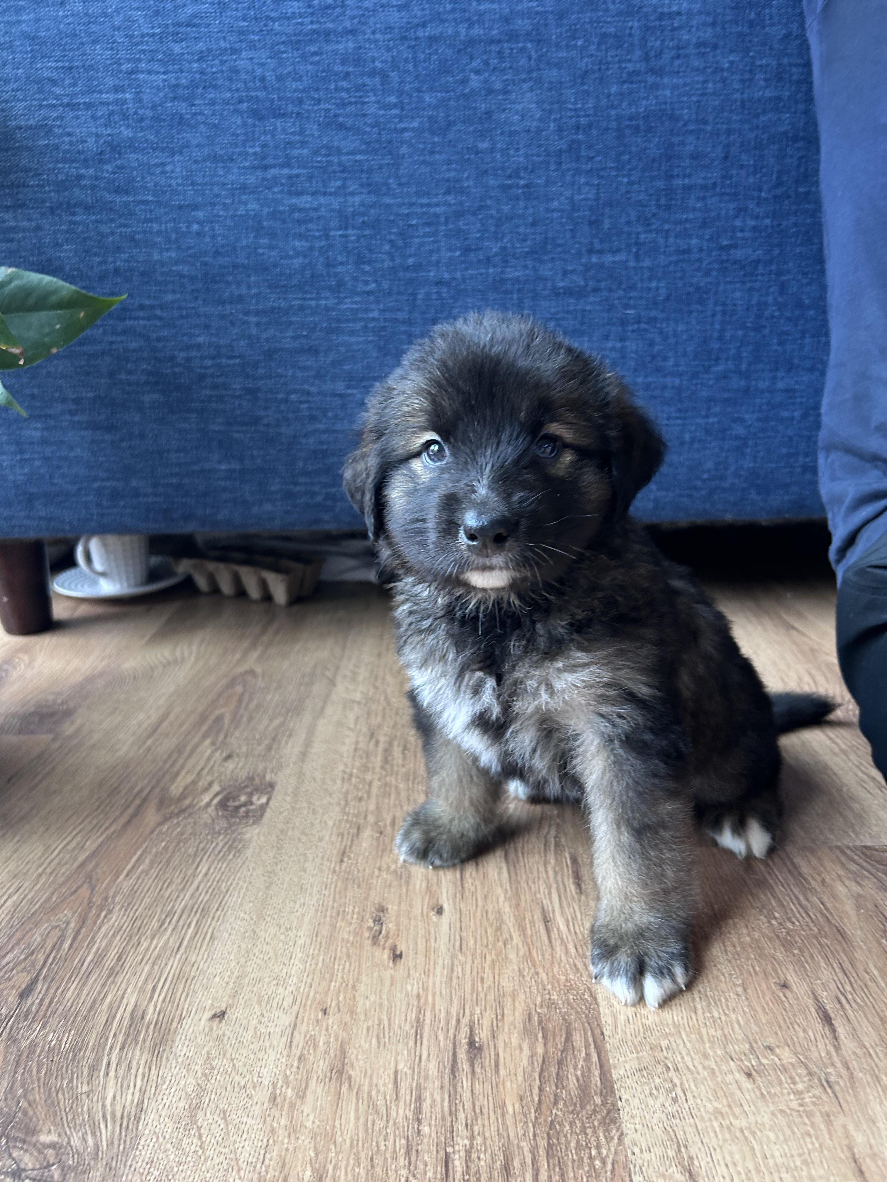 Enlarge Libby's Puppies, a Adoptable mixed breed in Toronto, ON image 4/6