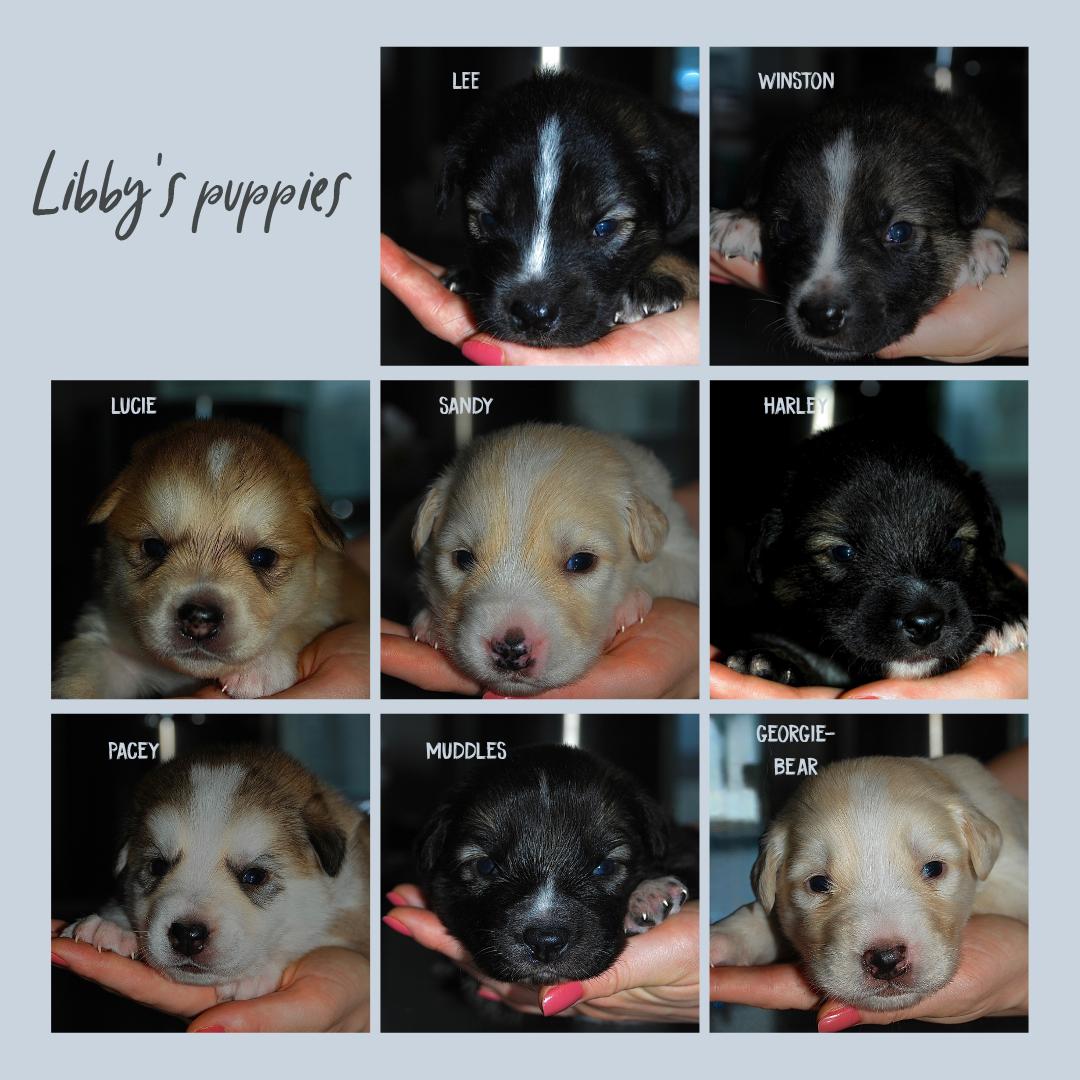 Enlarge Libby's Puppies, a Adoptable mixed breed in Toronto, ON image 3/6