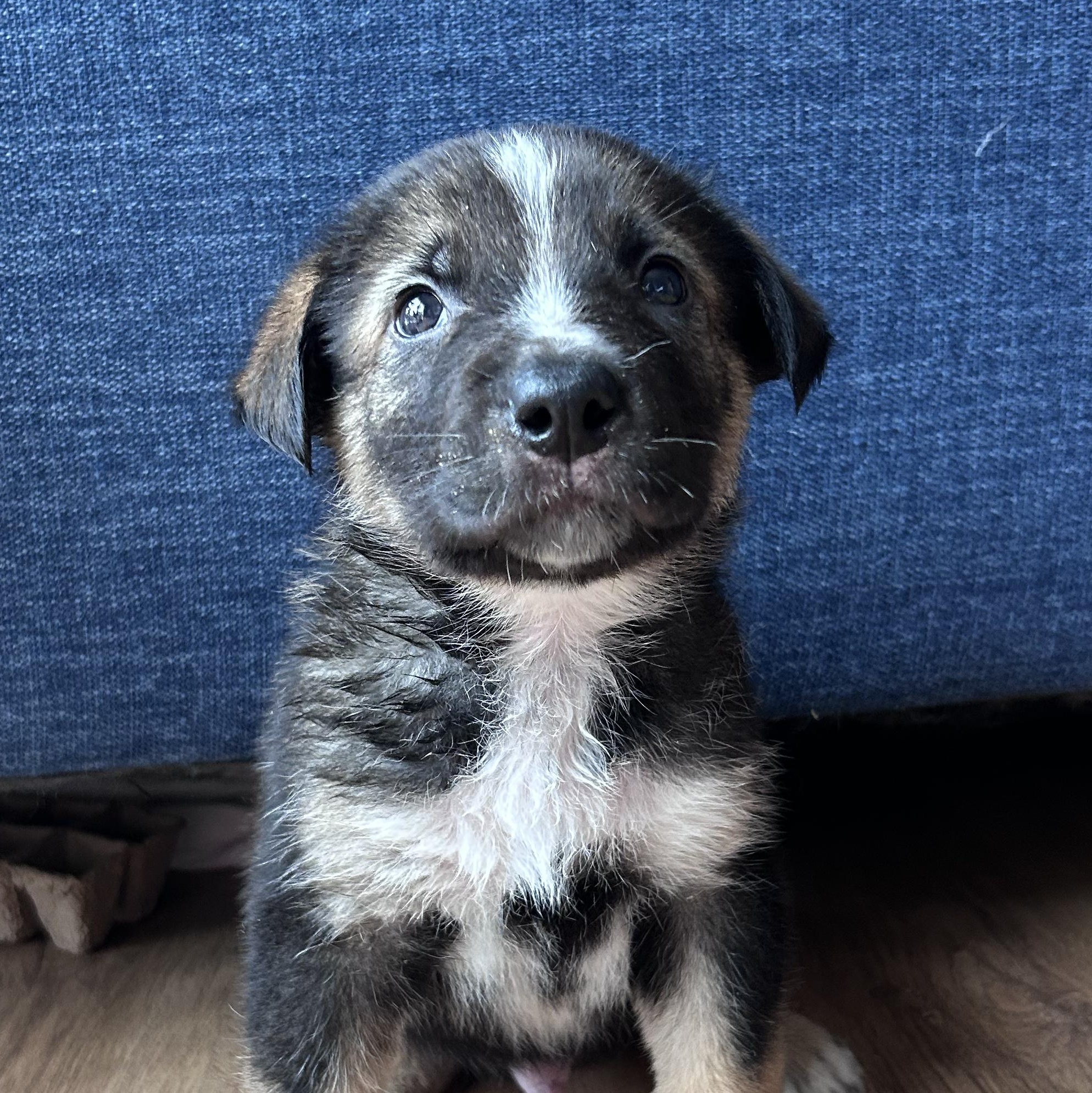 Libby's Puppies, Adoptable, Puppy Male Husky.