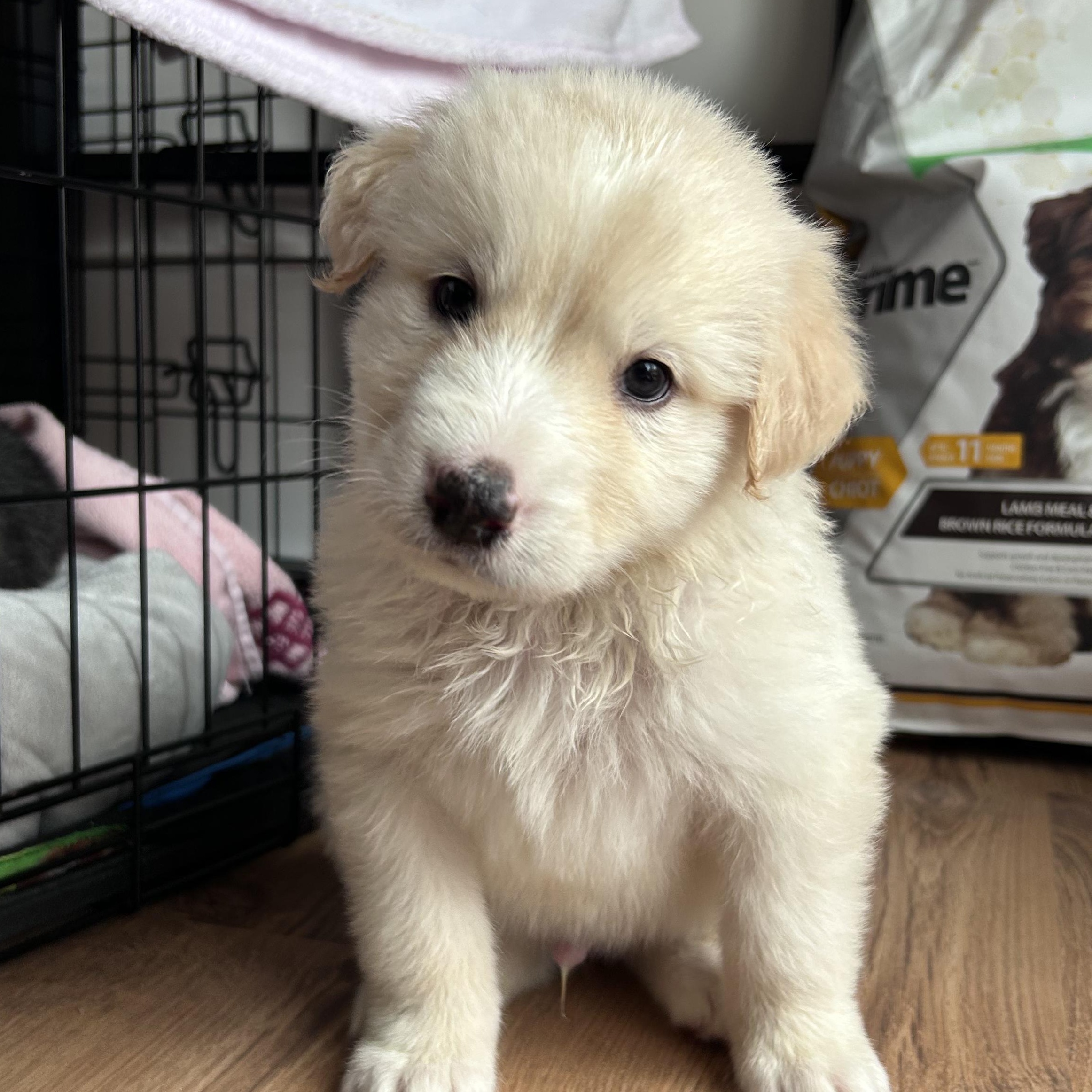 Enlarge Libby's Puppies, a Adoptable mixed breed in Toronto, ON image 2/6