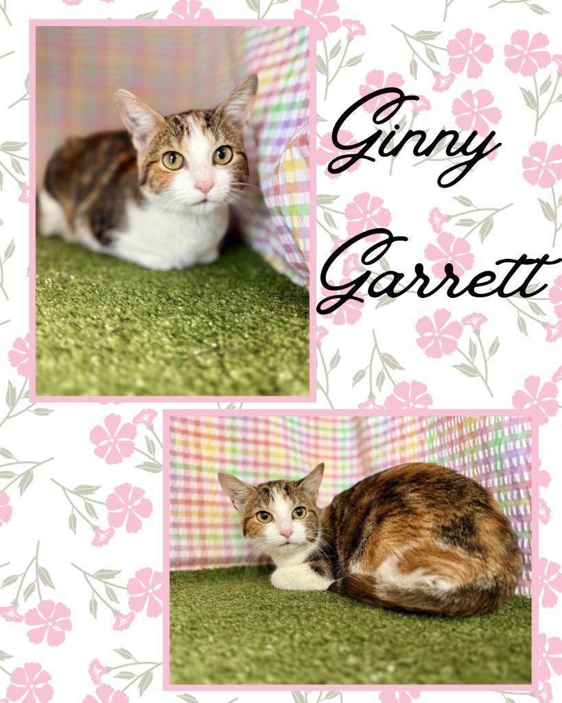 Enlarge Ginny Garrett, a Adoptable mixed breed in Hopkinsville, KY image 1/2