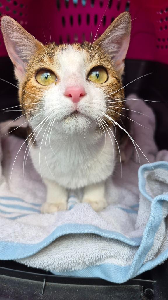 Enlarge Ginny Garrett, a Adoptable mixed breed in Hopkinsville, KY image 2/2