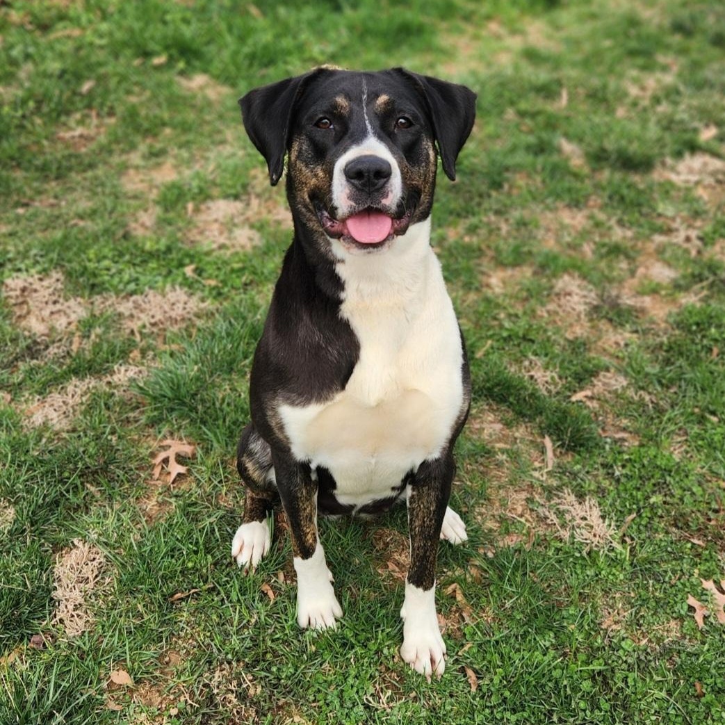 Enlarge Mae, an adoptable mixed breed in Stanley, VA image 4/4
