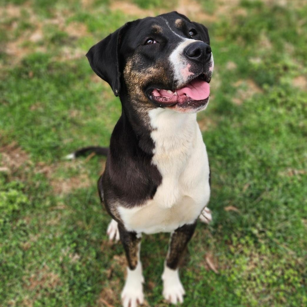 Enlarge Mae, an adoptable mixed breed in Stanley, VA image 1/4