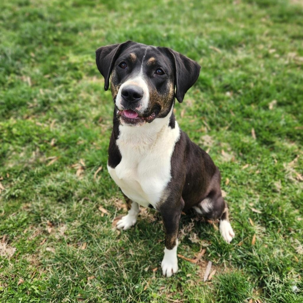 Enlarge Mae, an adoptable mixed breed in Stanley, VA image 2/4