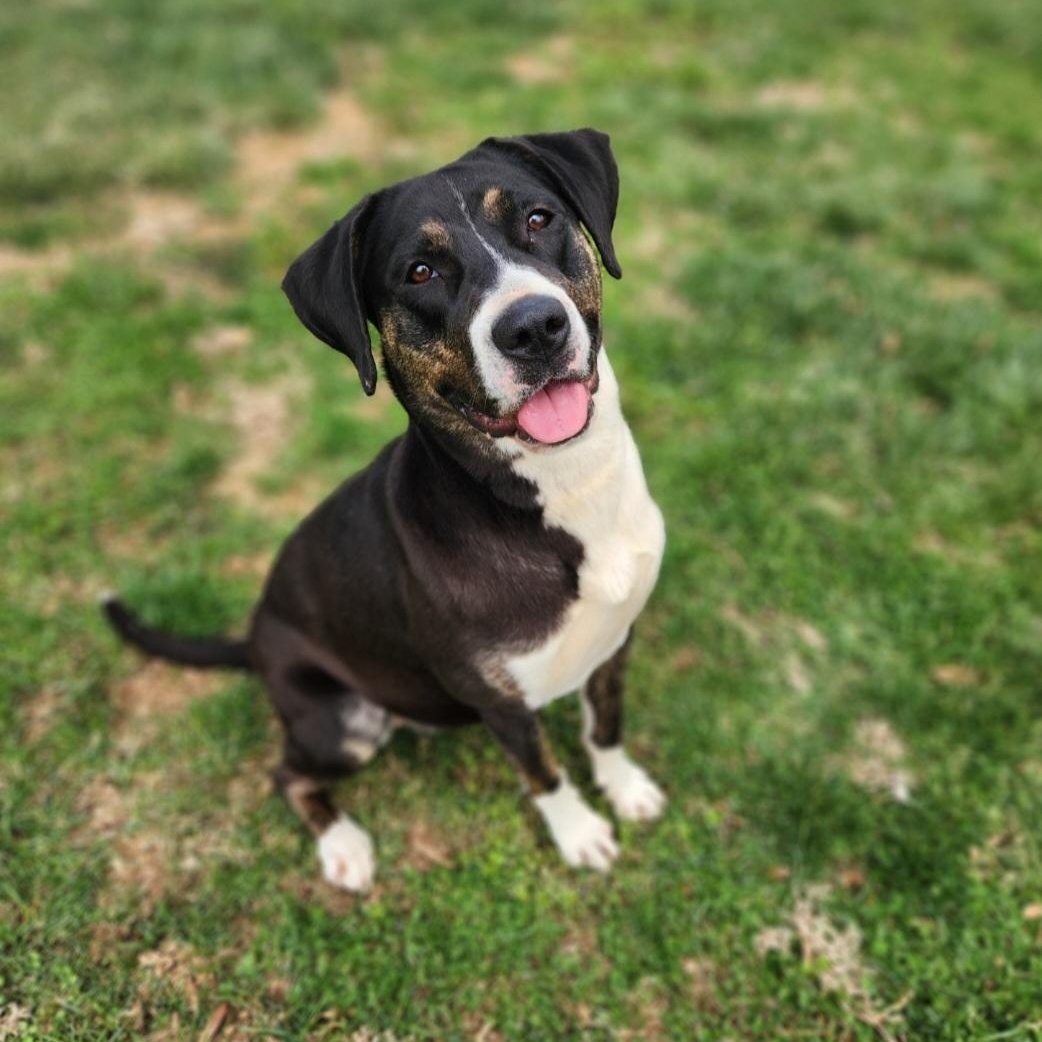 Enlarge Mae, an adoptable mixed breed in Stanley, VA image 3/4